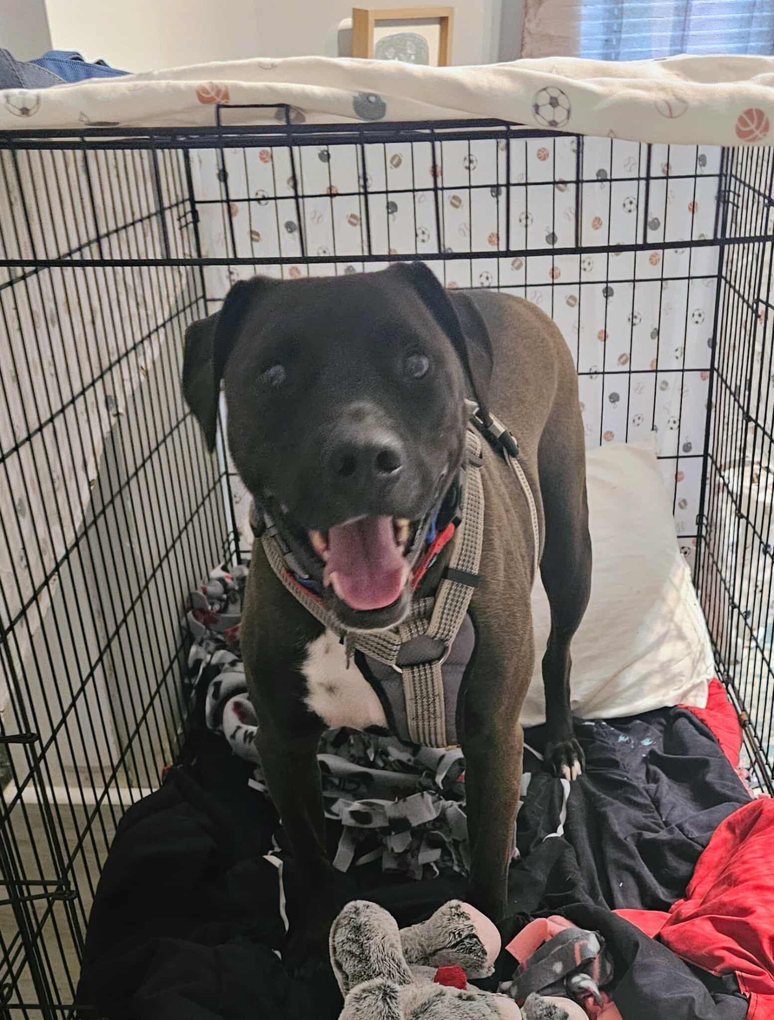 Enlarge Stanley, a Adoptable mixed breed in Raeford, NC image 2/6