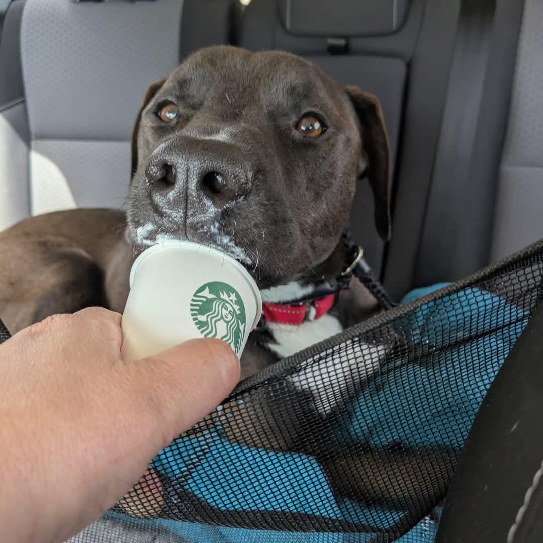 Enlarge Stanley, a Adoptable mixed breed in Raeford, NC image 3/6