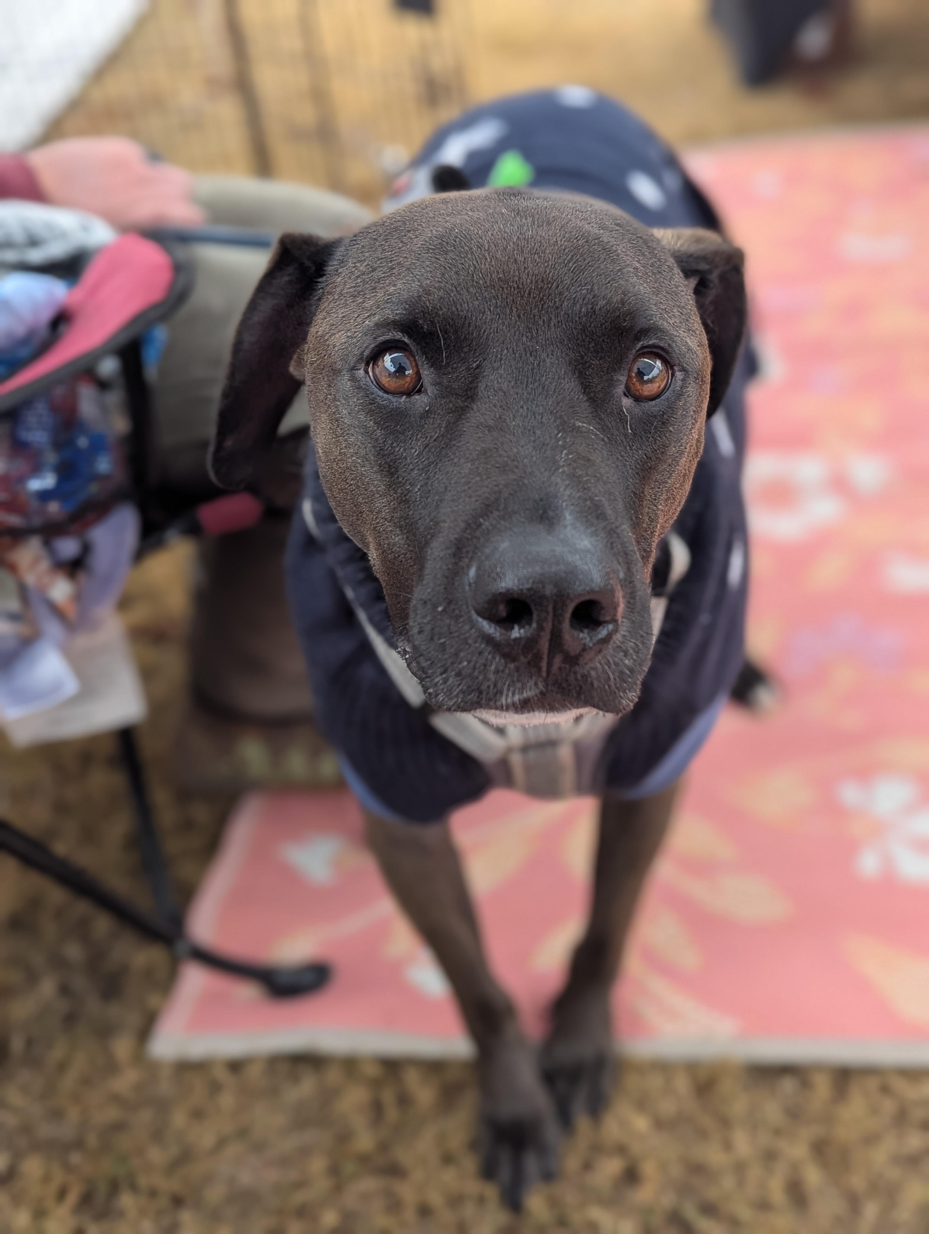 Stanley, Adoptable, Adult Male American Staffordshire Terrier & German Shepherd Dog.
