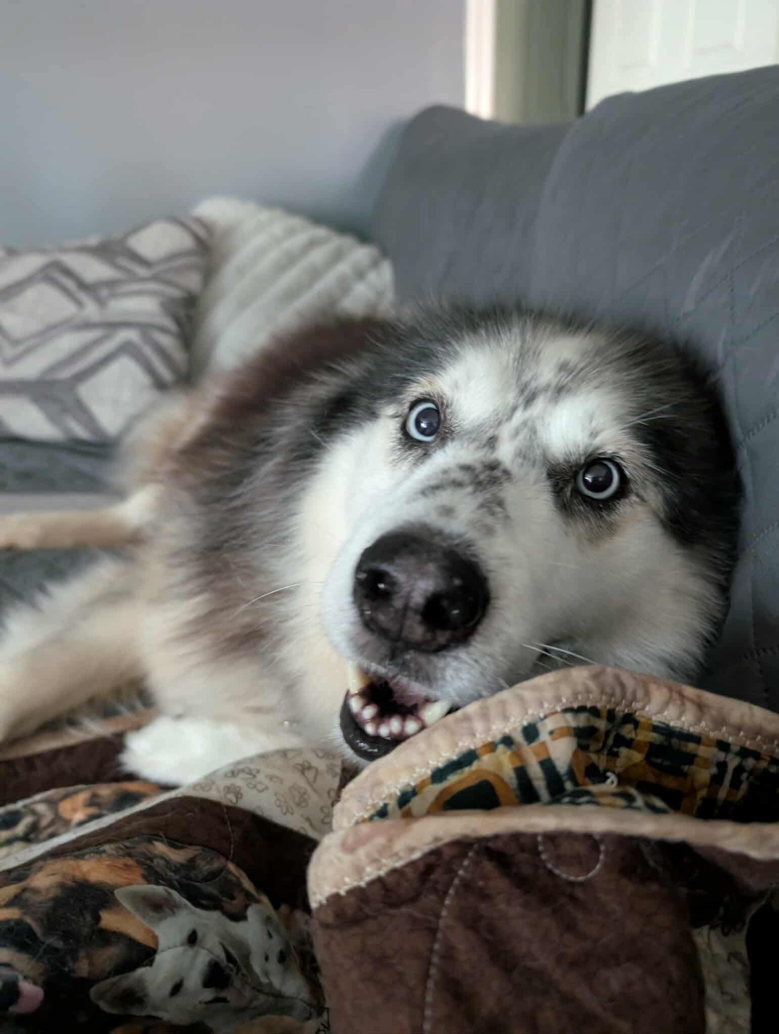 Koda, a Adoptable Alaskan Malamute in Fort Worth, TX image 3/6