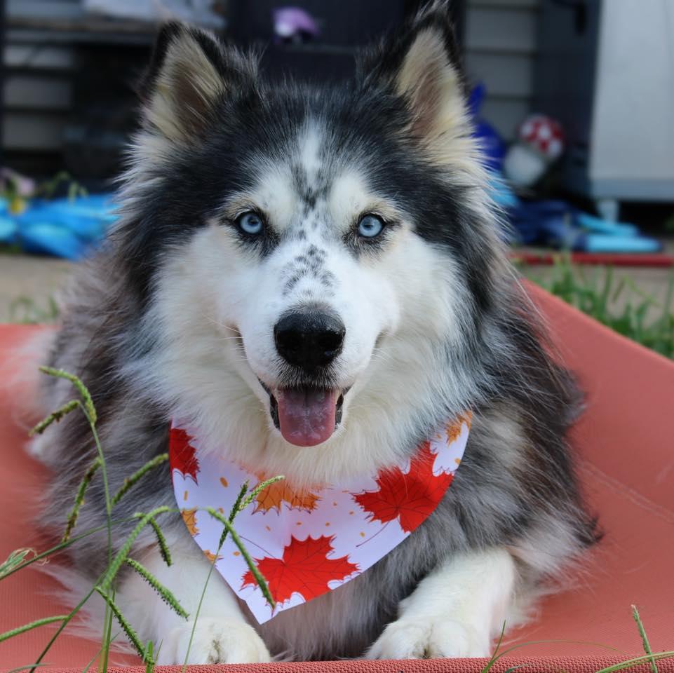 Koda, Adoptable, Adult Female Alaskan Malamute.