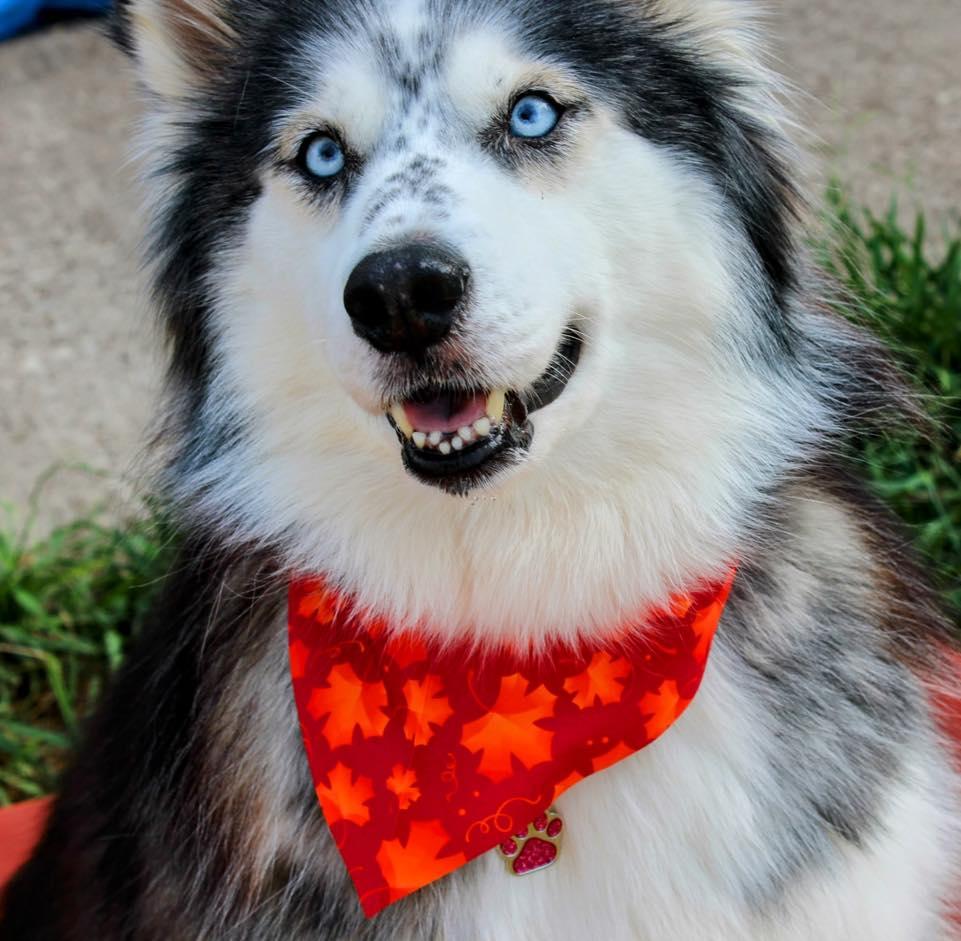 Koda