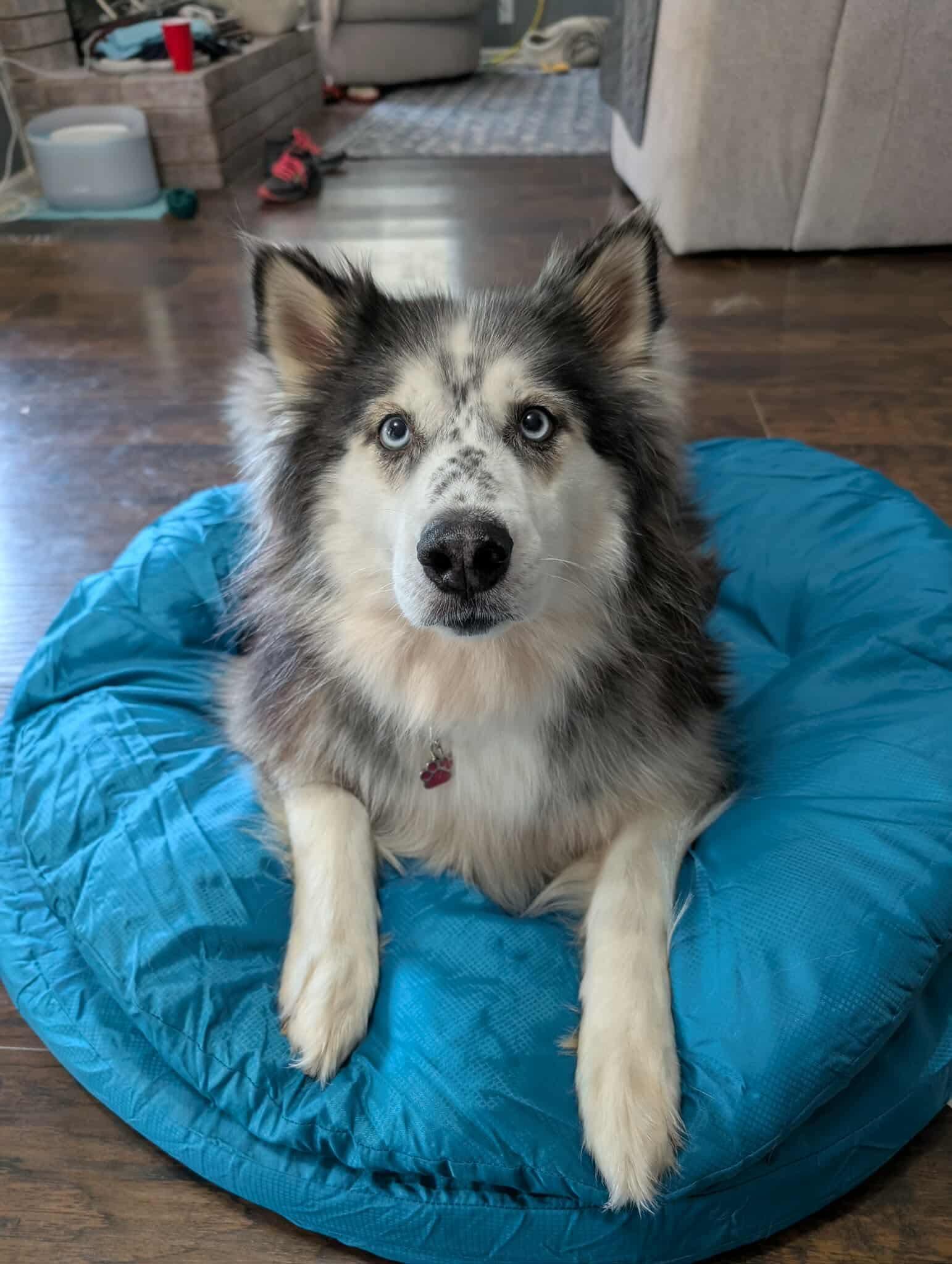 Koda, a Adoptable Alaskan Malamute in Fort Worth, TX image 4/6