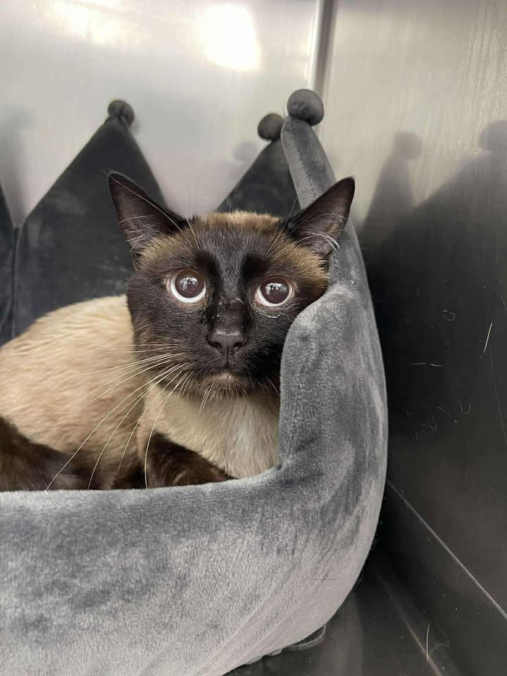 Enlarge Grom, an adopted Domestic Short Hair in Winthrop, ME image 1/1