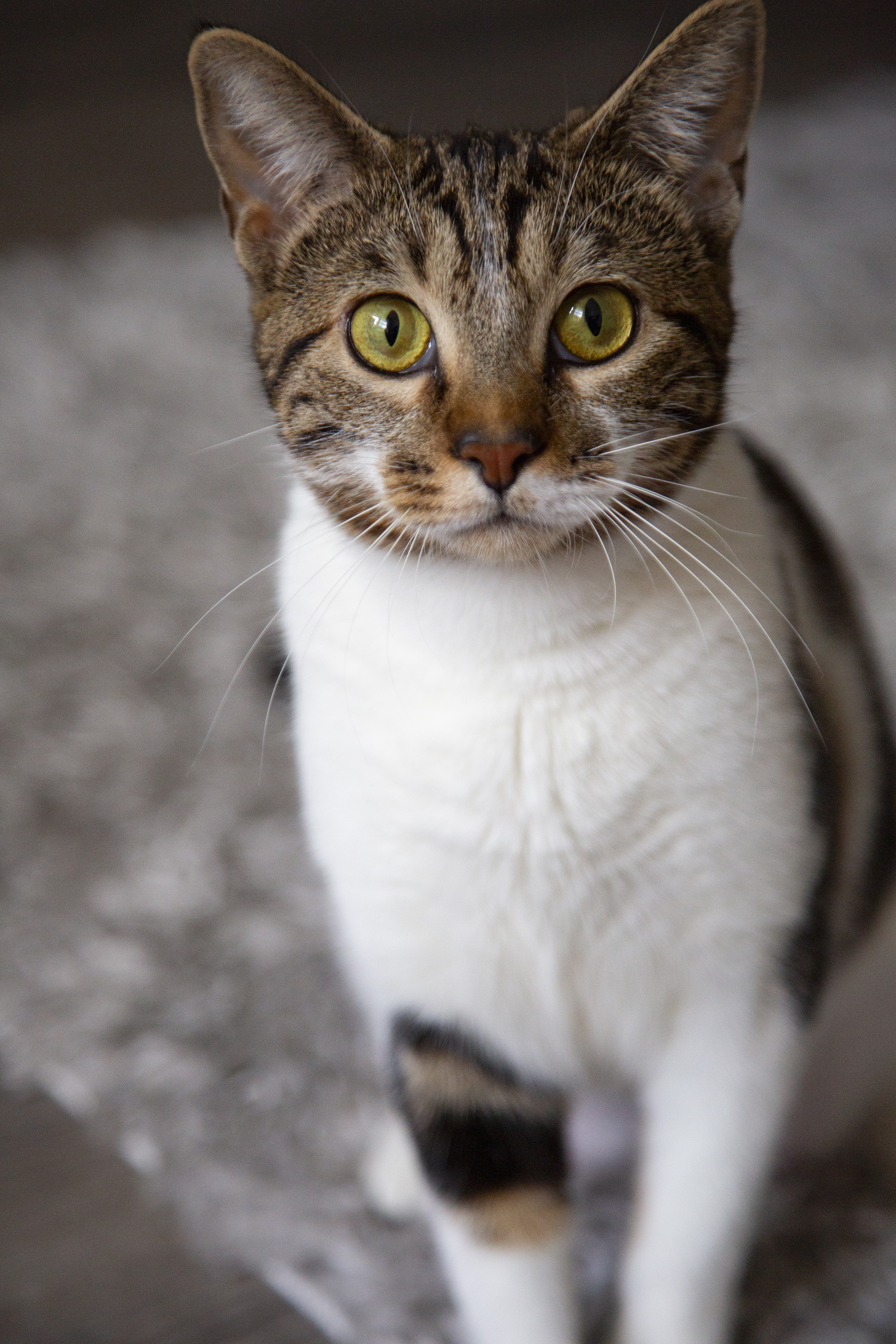 Tiger Lily (& Duffi), a Adoptable Domestic Short Hair in Chicago, IL image 2/6