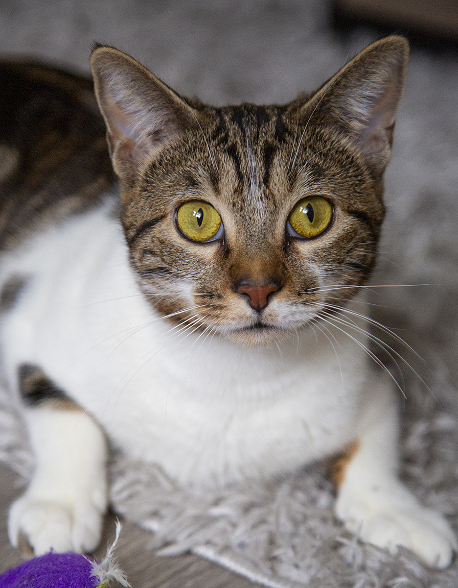 Tiger Lily (& Duffi), a Adoptable Domestic Short Hair in Chicago, IL image 1/6