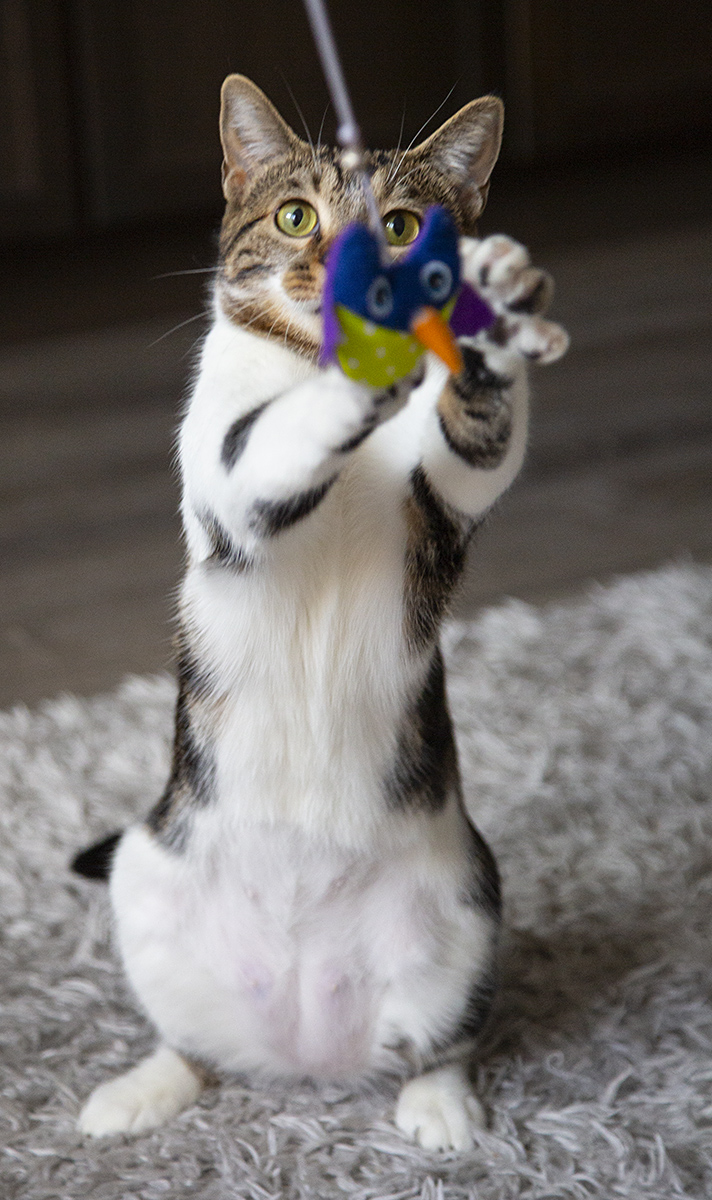 Tiger Lily (& Duffi), a Adoptable Domestic Short Hair in Chicago, IL image 5/6