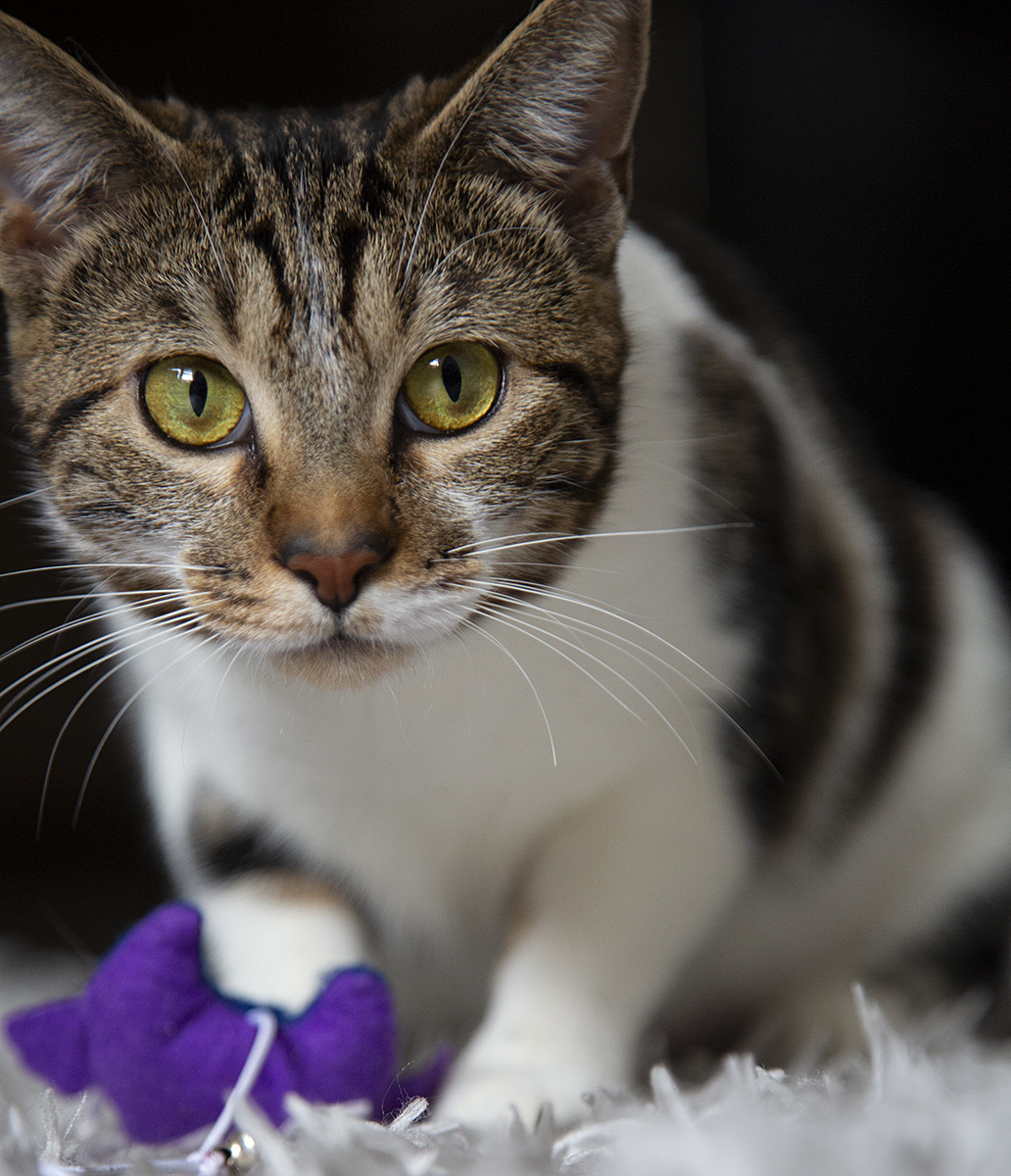 Tiger Lily (& Duffi), a Adoptable Domestic Short Hair in Chicago, IL image 3/6