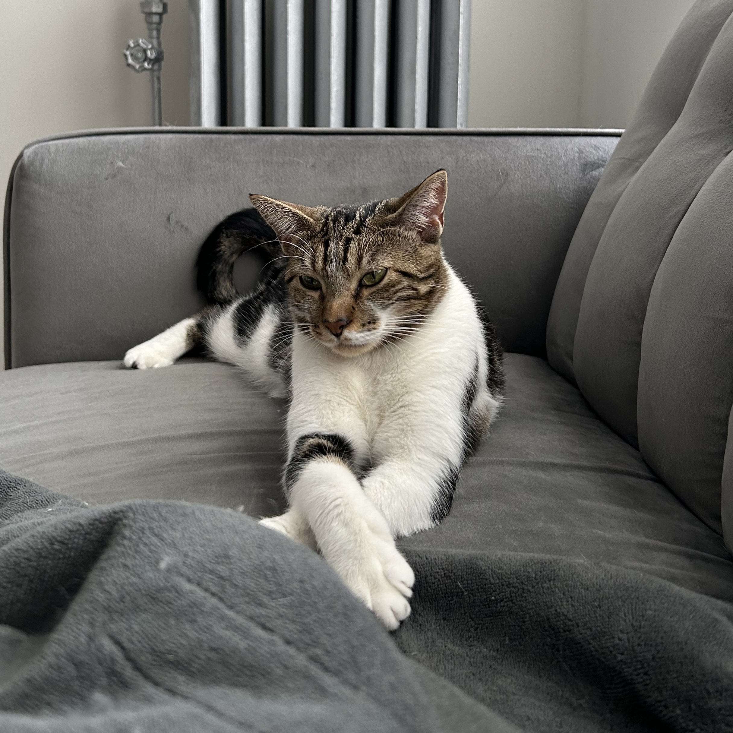 Tiger Lily (& Duffi), a Adoptable Domestic Short Hair in Chicago, IL image 6/6