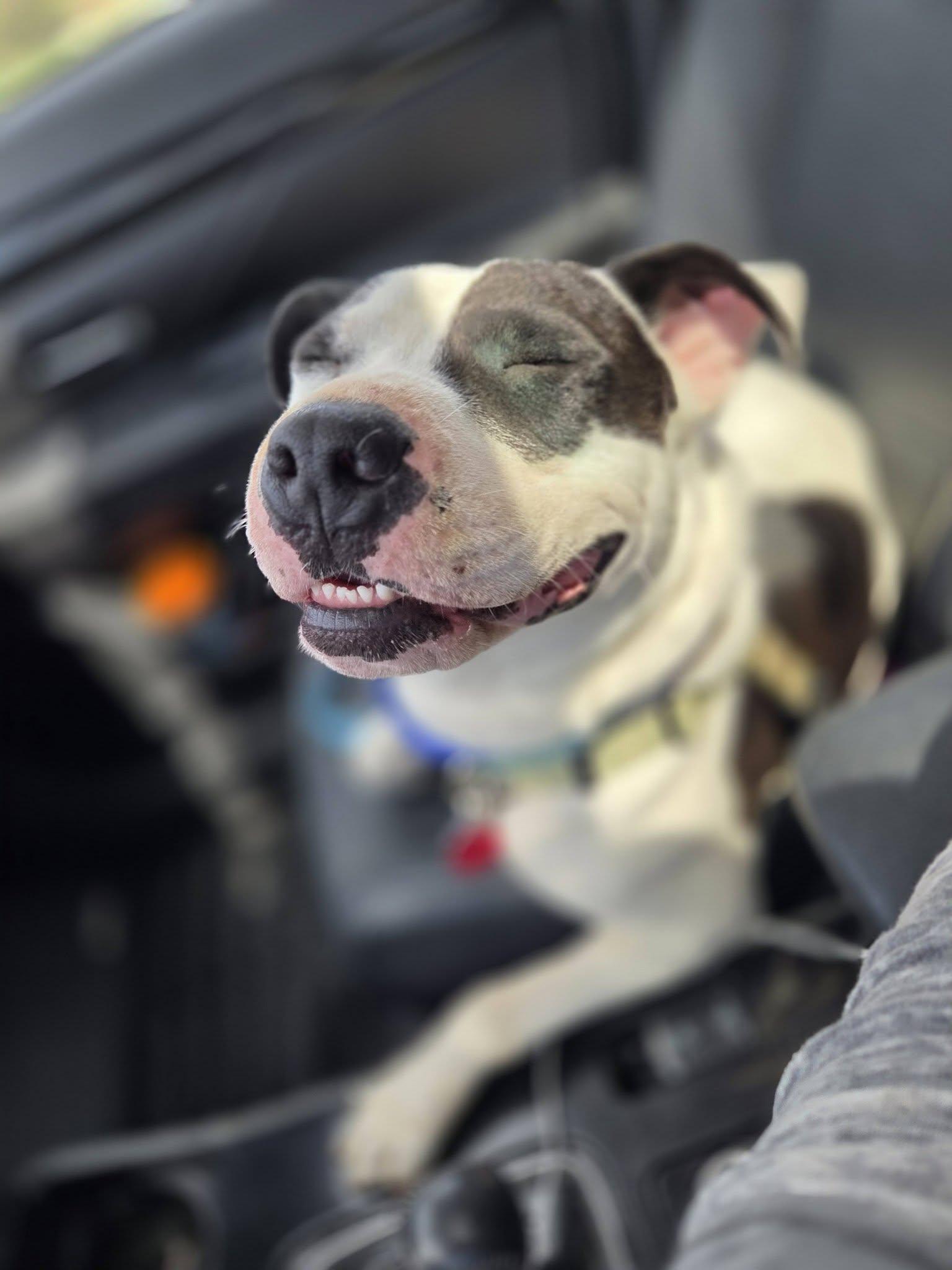 Maizie "HERE IN NH", a ADOPTABLE Mixed Breed in Northwood, NH image 4/5