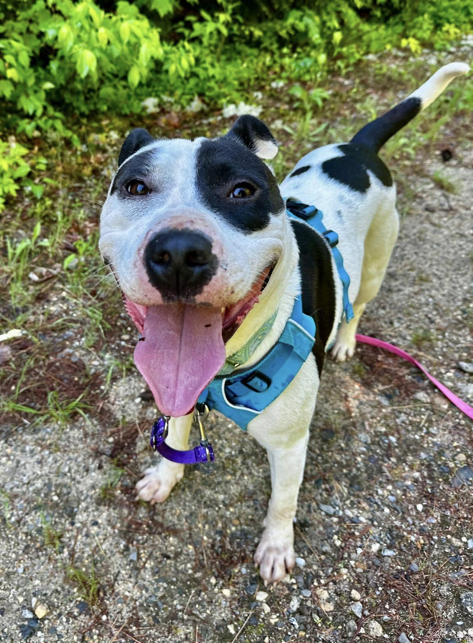 Maizie "HERE IN NH", a ADOPTABLE Mixed Breed in Northwood, NH image 5/5