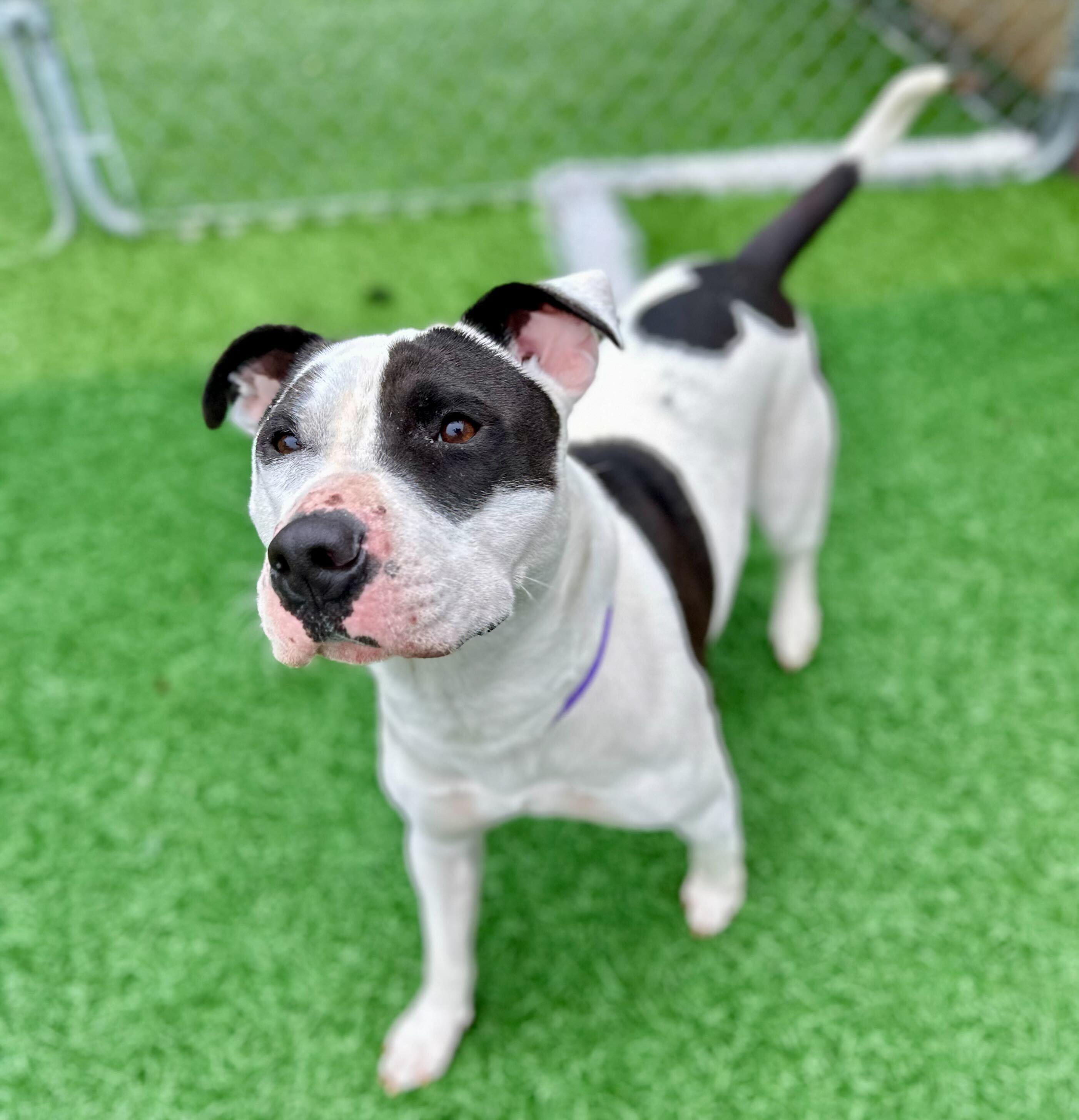 Maizie (HERE IN NH), a ADOPTABLE Mixed Breed in Northwood, NH image 6/6