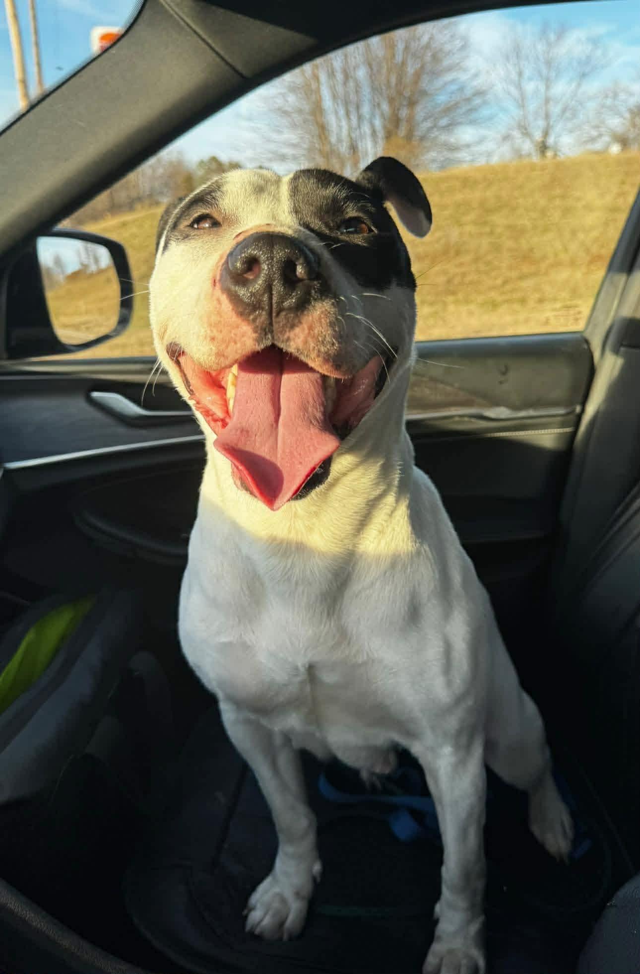 Maizie (HERE IN NH), a ADOPTABLE Mixed Breed in Northwood, NH image 2/6