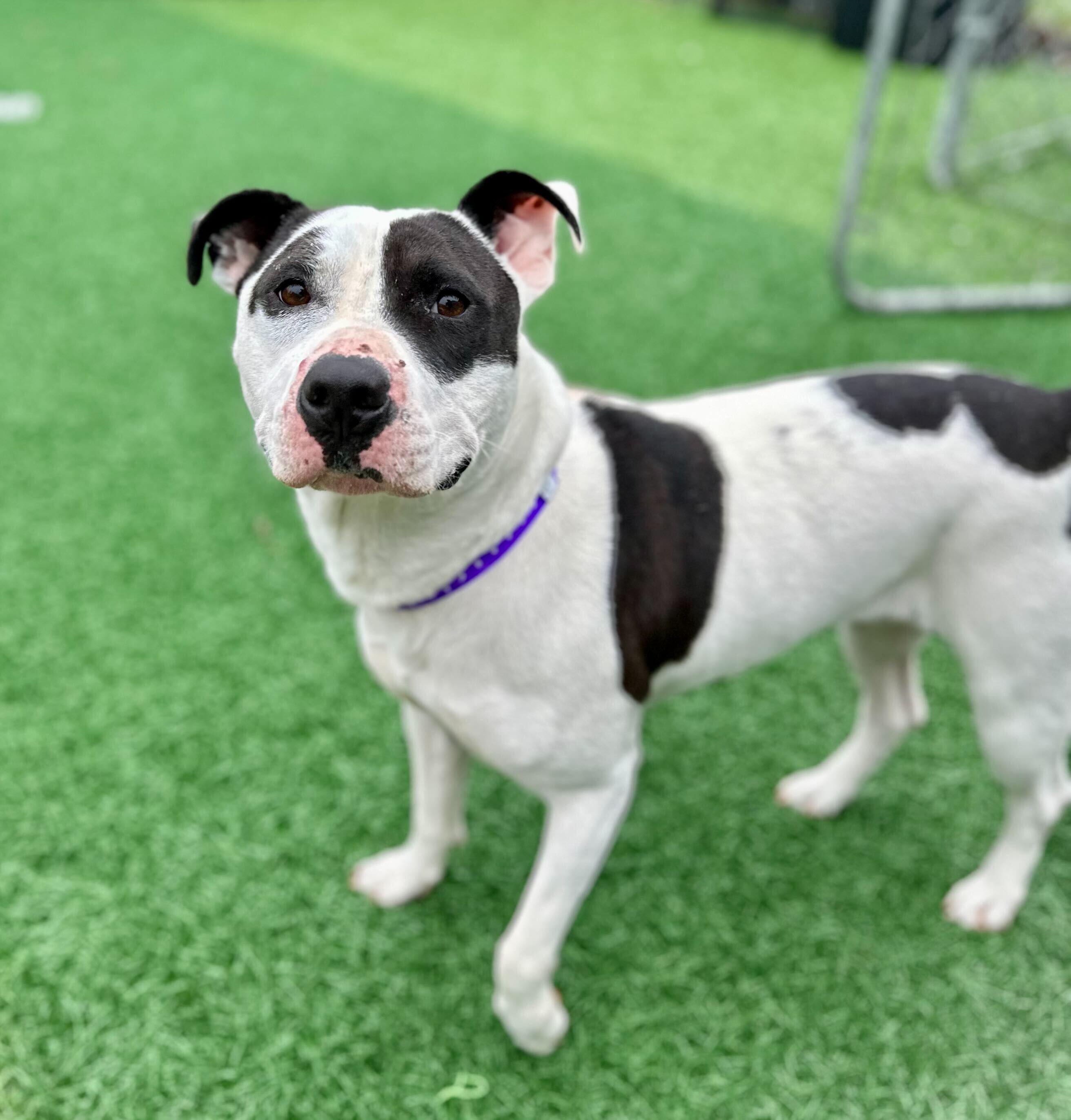 Maizie (HERE IN NH), a ADOPTABLE Mixed Breed in Northwood, NH image 5/6