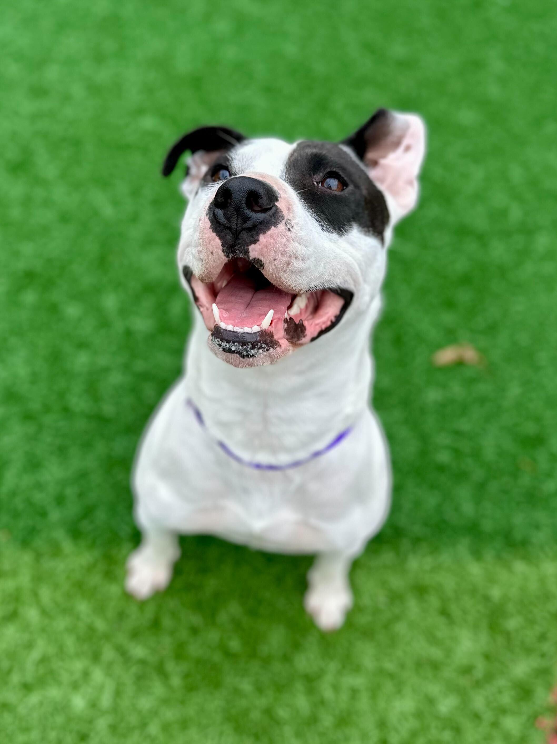 Maizie "HERE IN NH", a ADOPTABLE Mixed Breed in Northwood, NH image 3/5