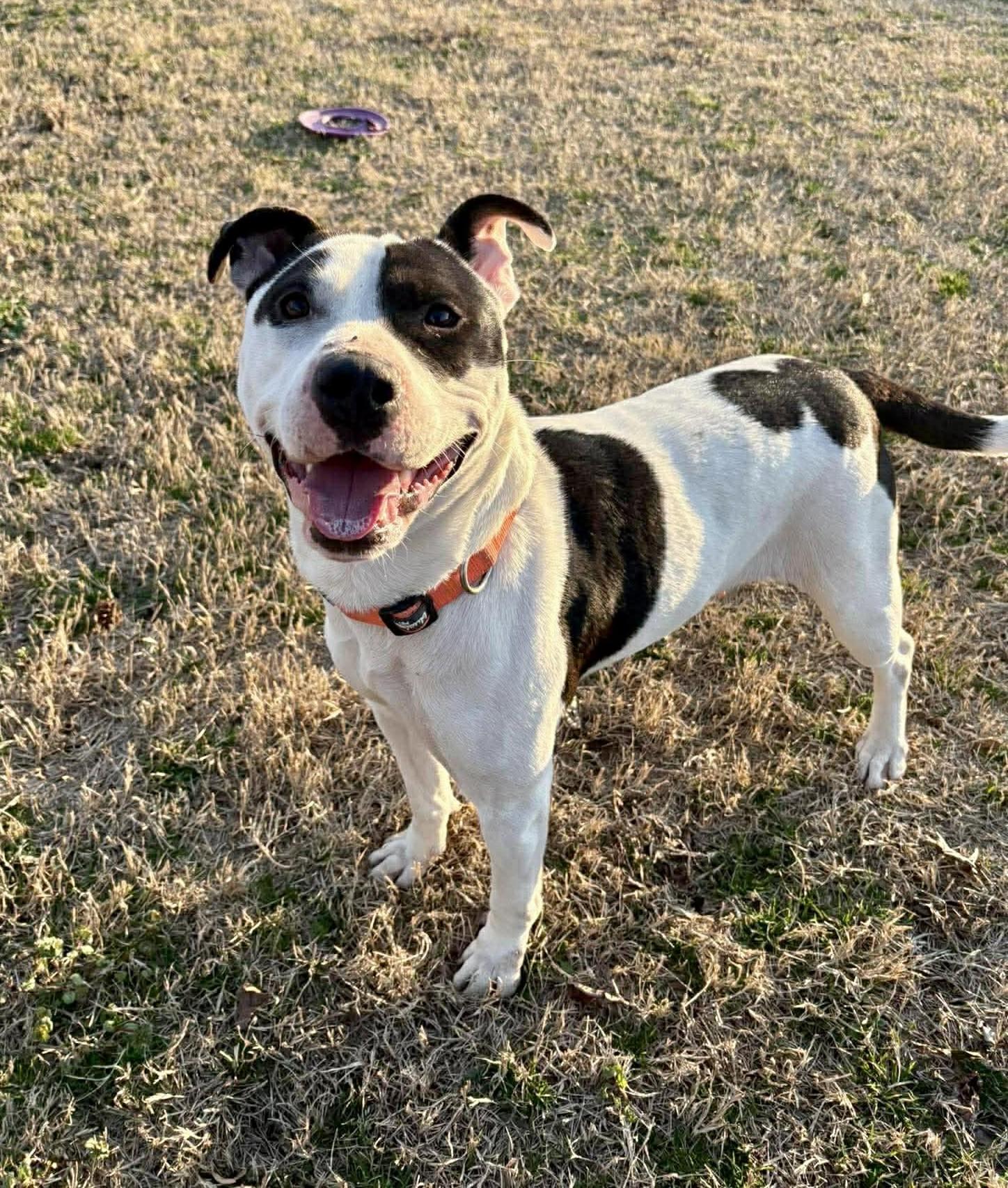 Maizie (HERE IN NH), a ADOPTABLE Mixed Breed in Northwood, NH image 4/6