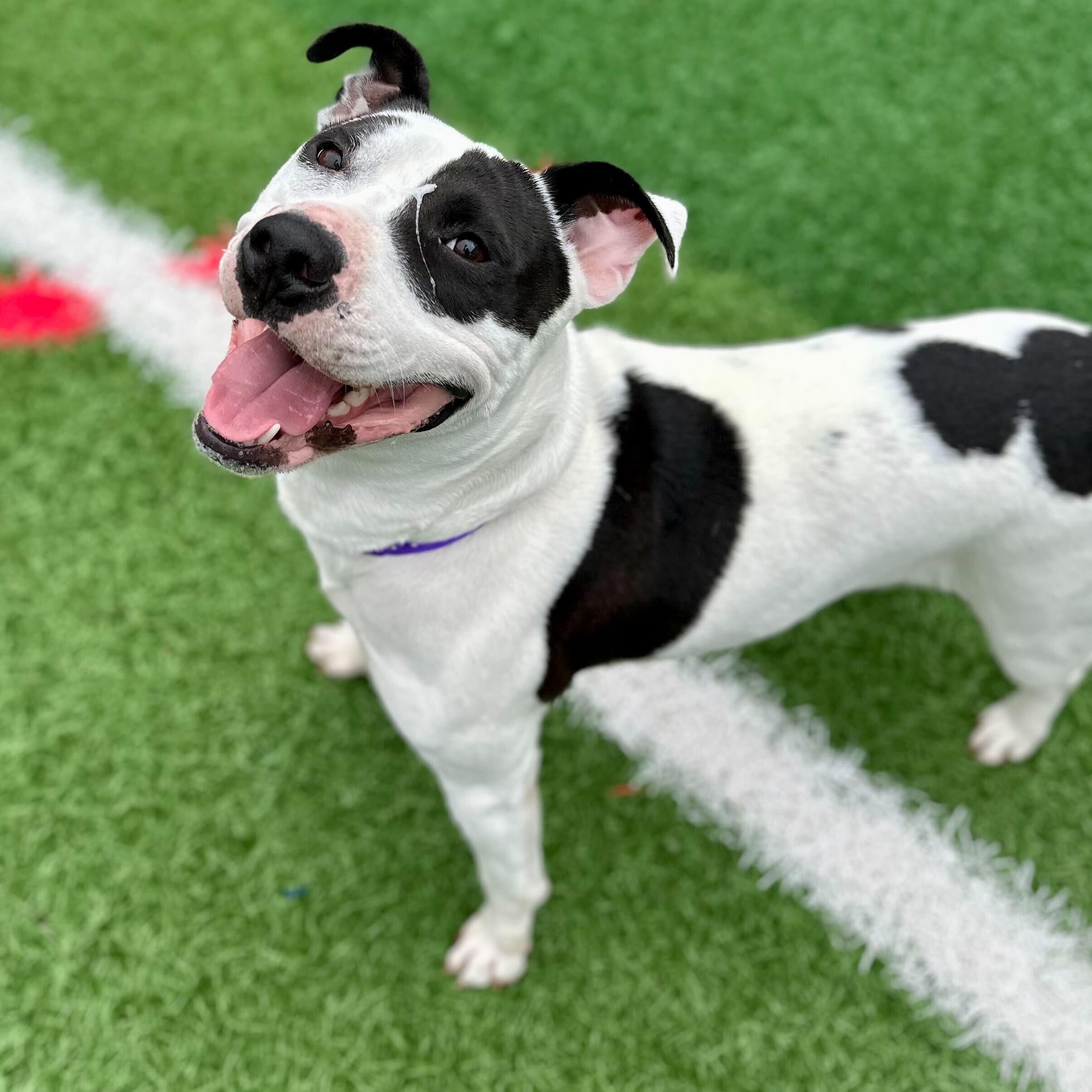 Maizie "HERE IN NH", a ADOPTABLE Mixed Breed in Northwood, NH image 2/5