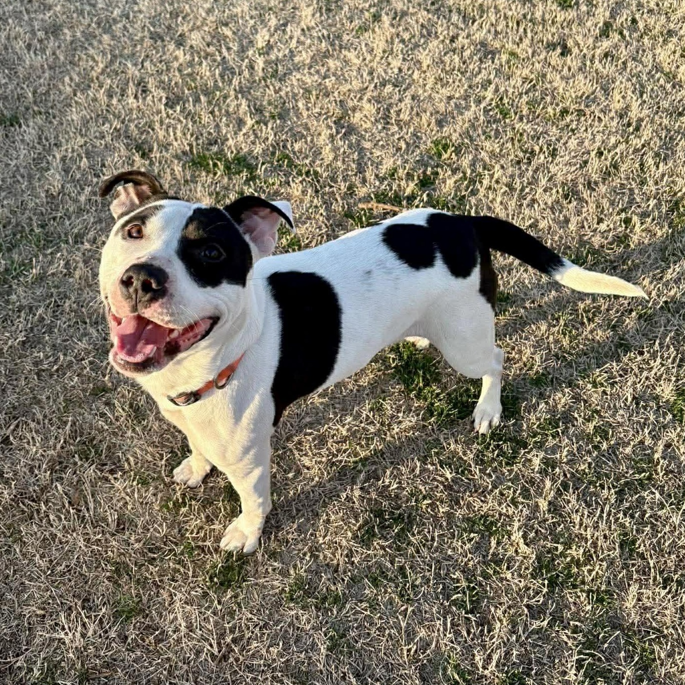 Maizie (HERE IN NH), ADOPTABLE, Young Female Mixed Breed.