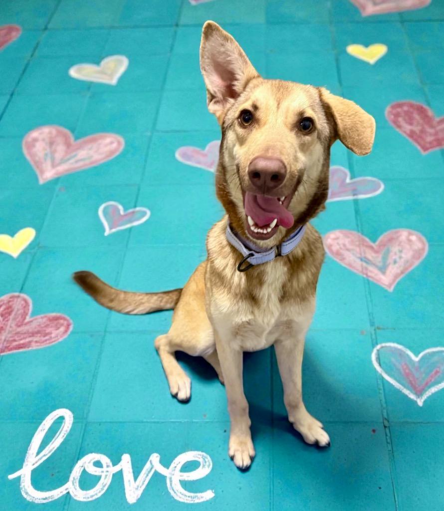 Pogo, Adoptable, Young Female Shepherd & Husky.