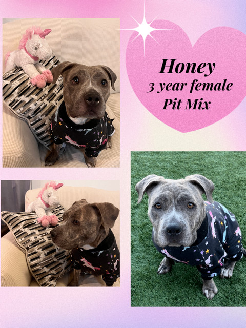 HONEY - 3 YEAR PIT BULL MIX FEMALE, an adopted Pit Bull Terrier in Mesa, AZ_image-1