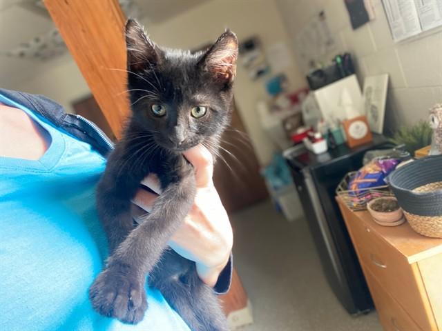 COSMO, Adoptable, Kitten Male Domestic Short Hair.