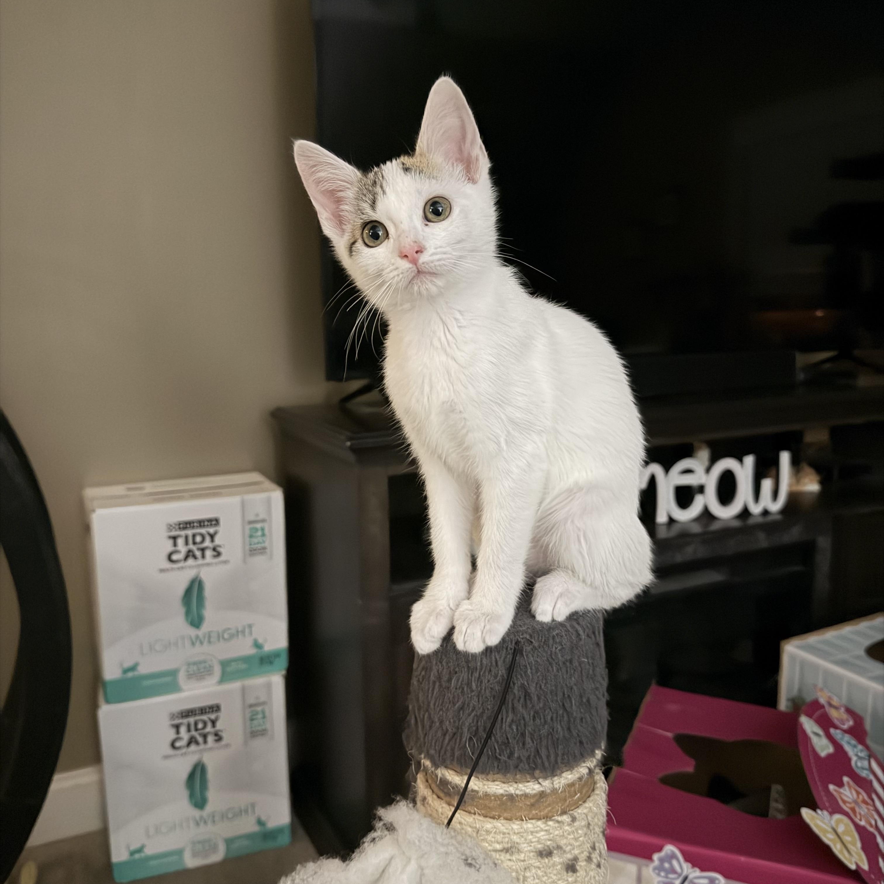 Juliette, adopted, Kitten Female Domestic Short Hair.