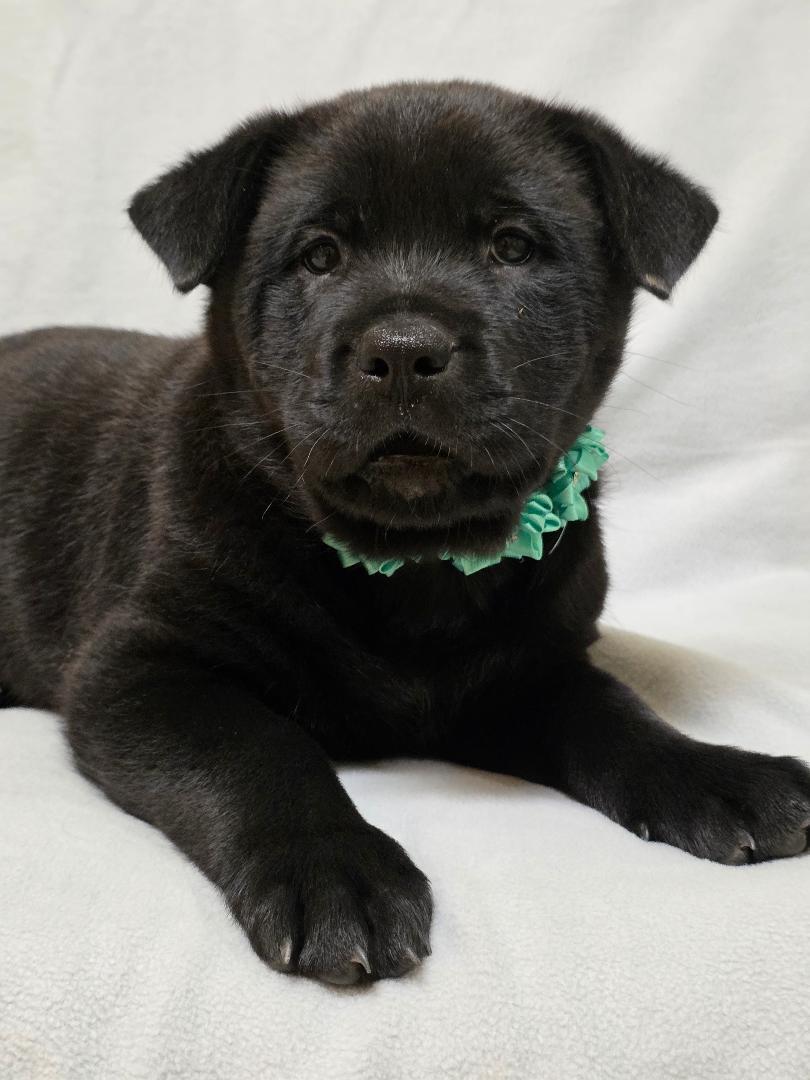 Enlarge ZhenZhen, a ADOPTABLE mixed breed in Phenix City, AL image 4/4