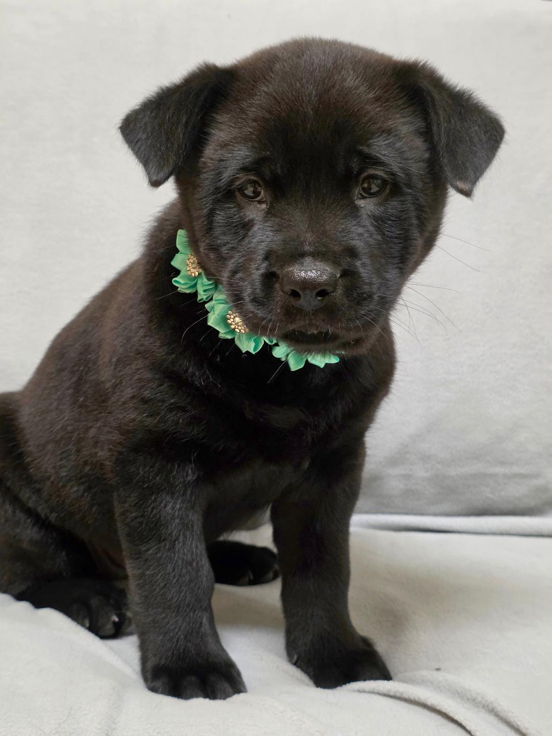 Enlarge ZhenZhen, a ADOPTABLE mixed breed in Phenix City, AL image 3/4