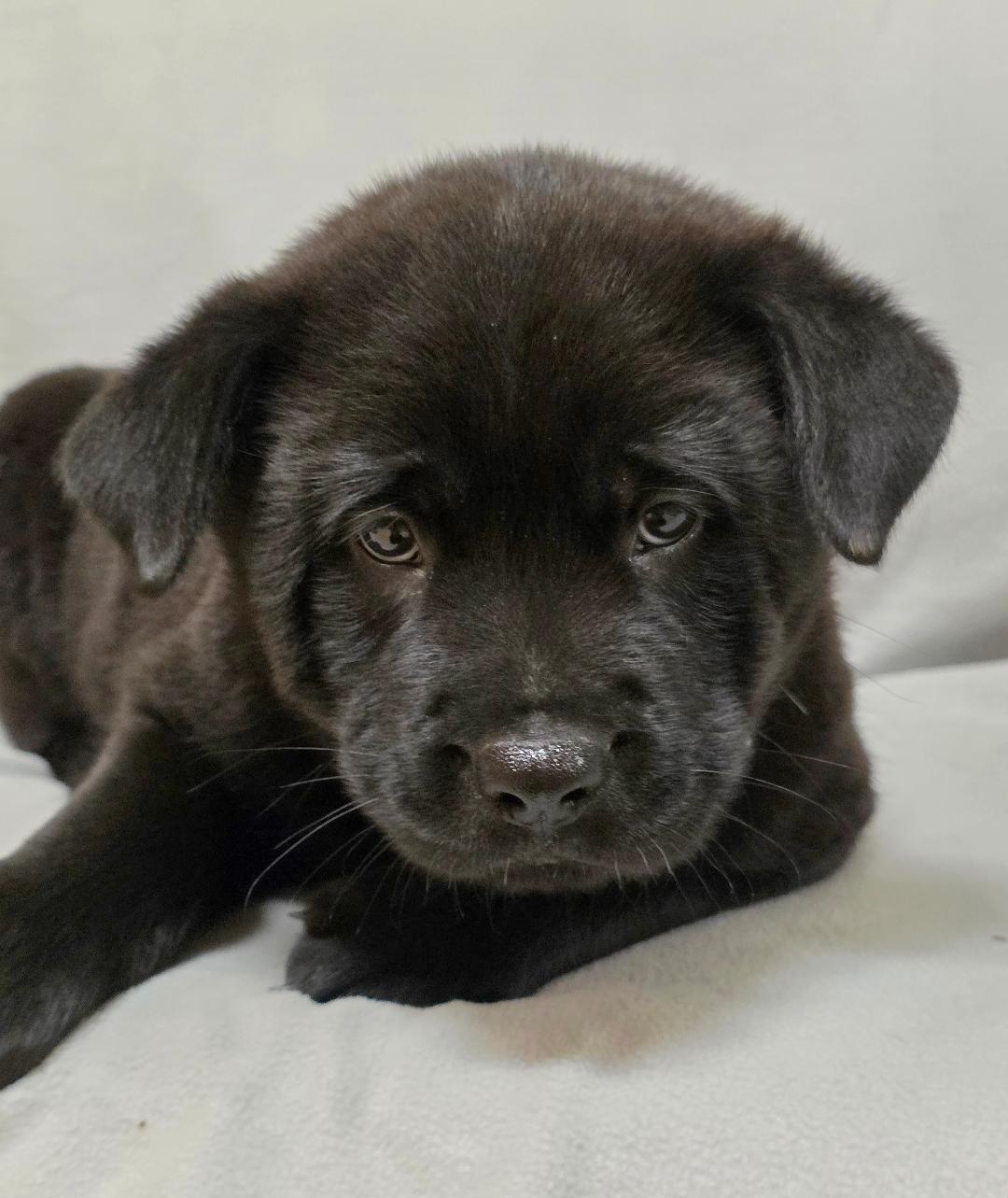 Enlarge ZhenZhen, a ADOPTABLE mixed breed in Phenix City, AL image 2/4