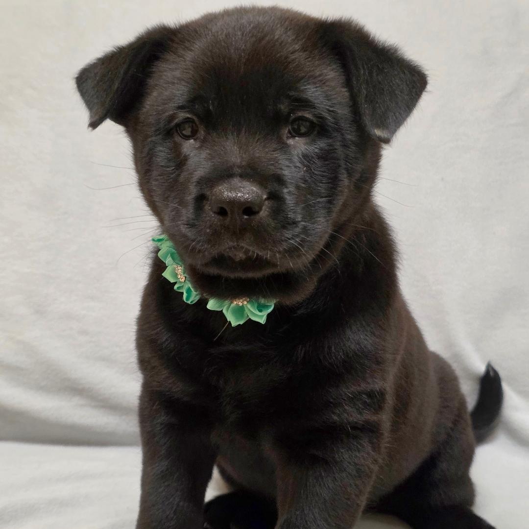 Enlarge ZhenZhen, a ADOPTABLE mixed breed in Phenix City, AL image 1/4