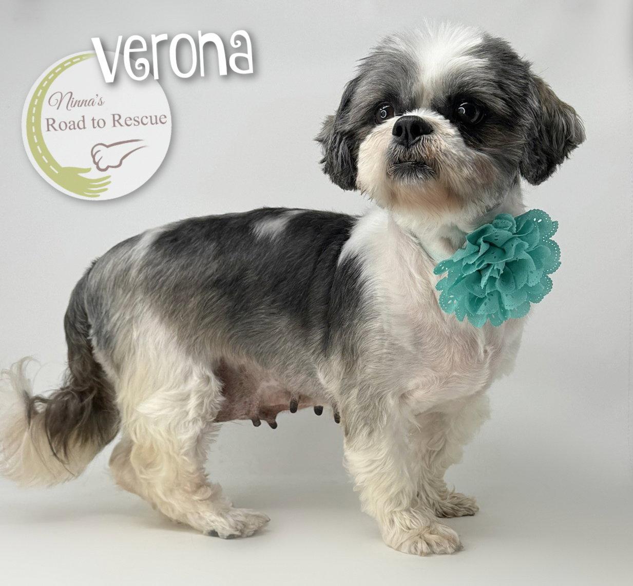Enlarge Verona, a Adoptable Shih Tzu in Benton, LA image 1/2