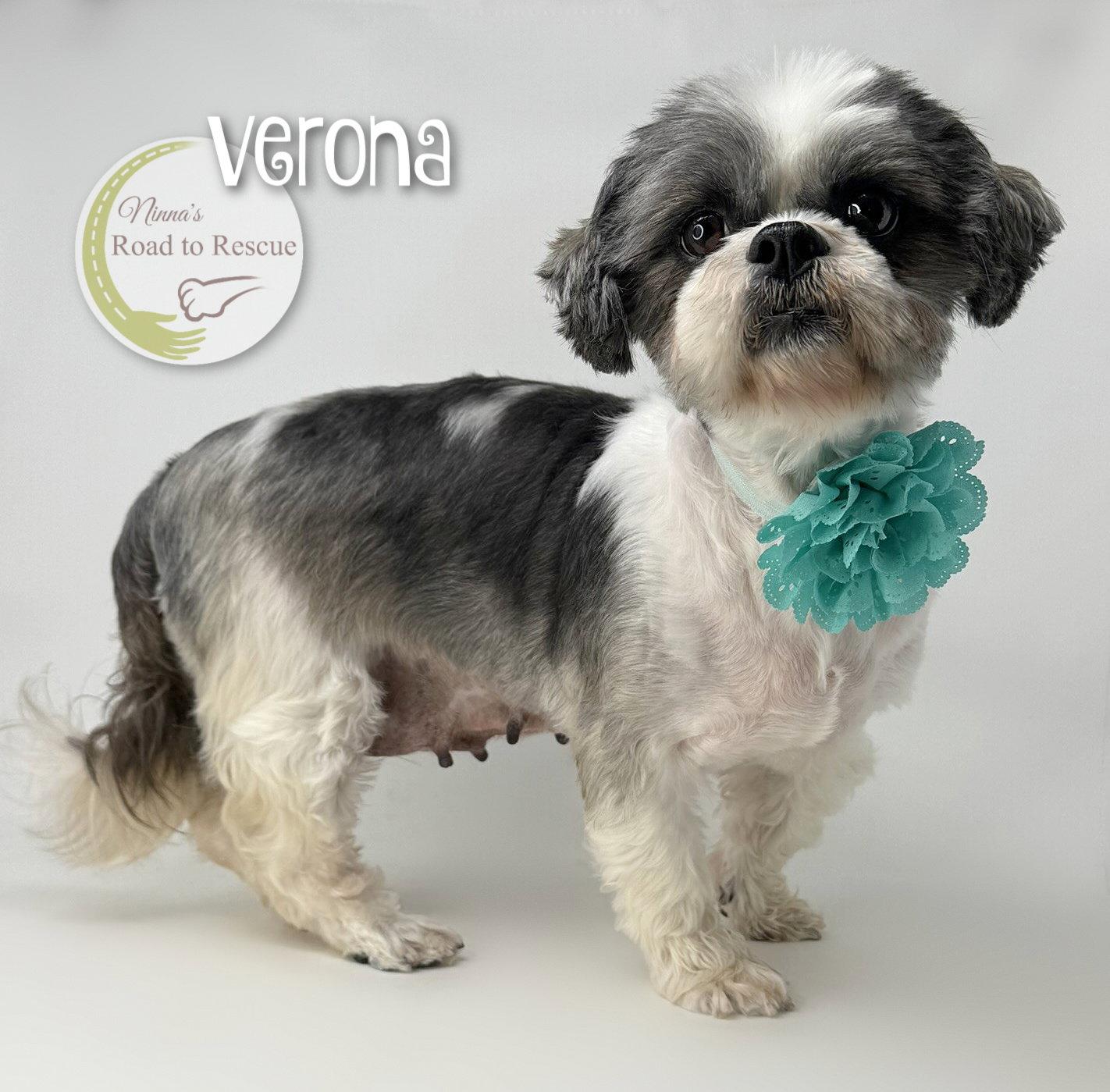 Enlarge Verona, a Adoptable Shih Tzu in Benton, LA image 2/2