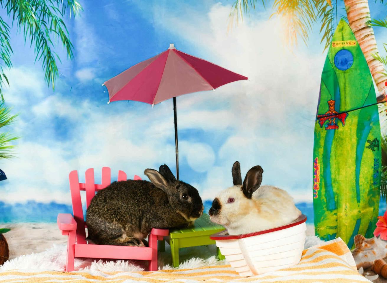 Esme (bonded with Ezra), Adoptable, Adult Female Bunny Rabbit.