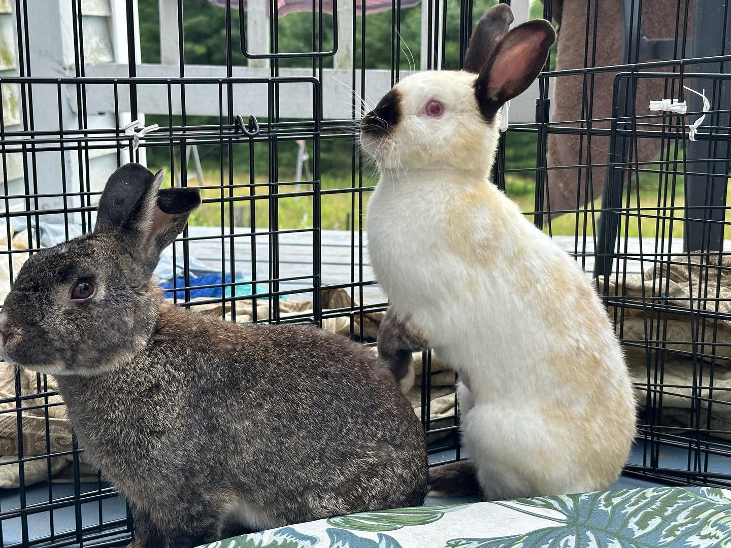 Enlarge Esme (bonded with Ezra), a Adoptable mixed breed in Westbrook, ME image 5/6