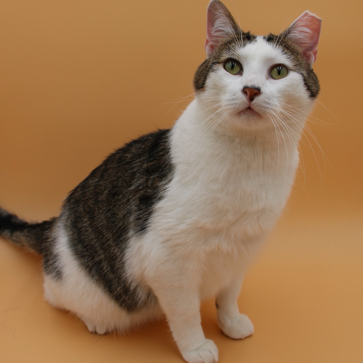 Yin Yang, a Adoptable mixed breed image 1/11