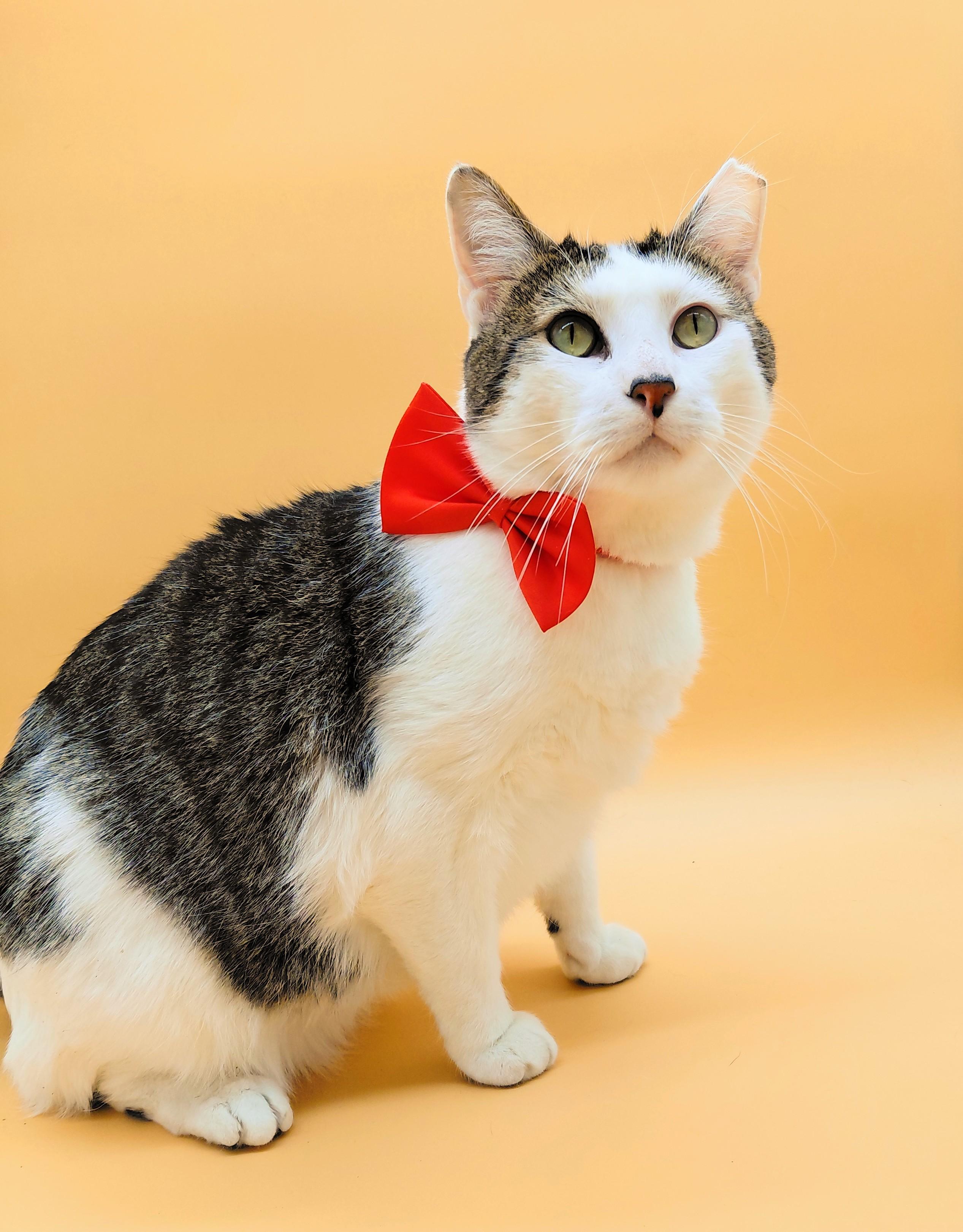 Enlarge Yin Yang, a other mixed breed in Springfield, MO image 2/6