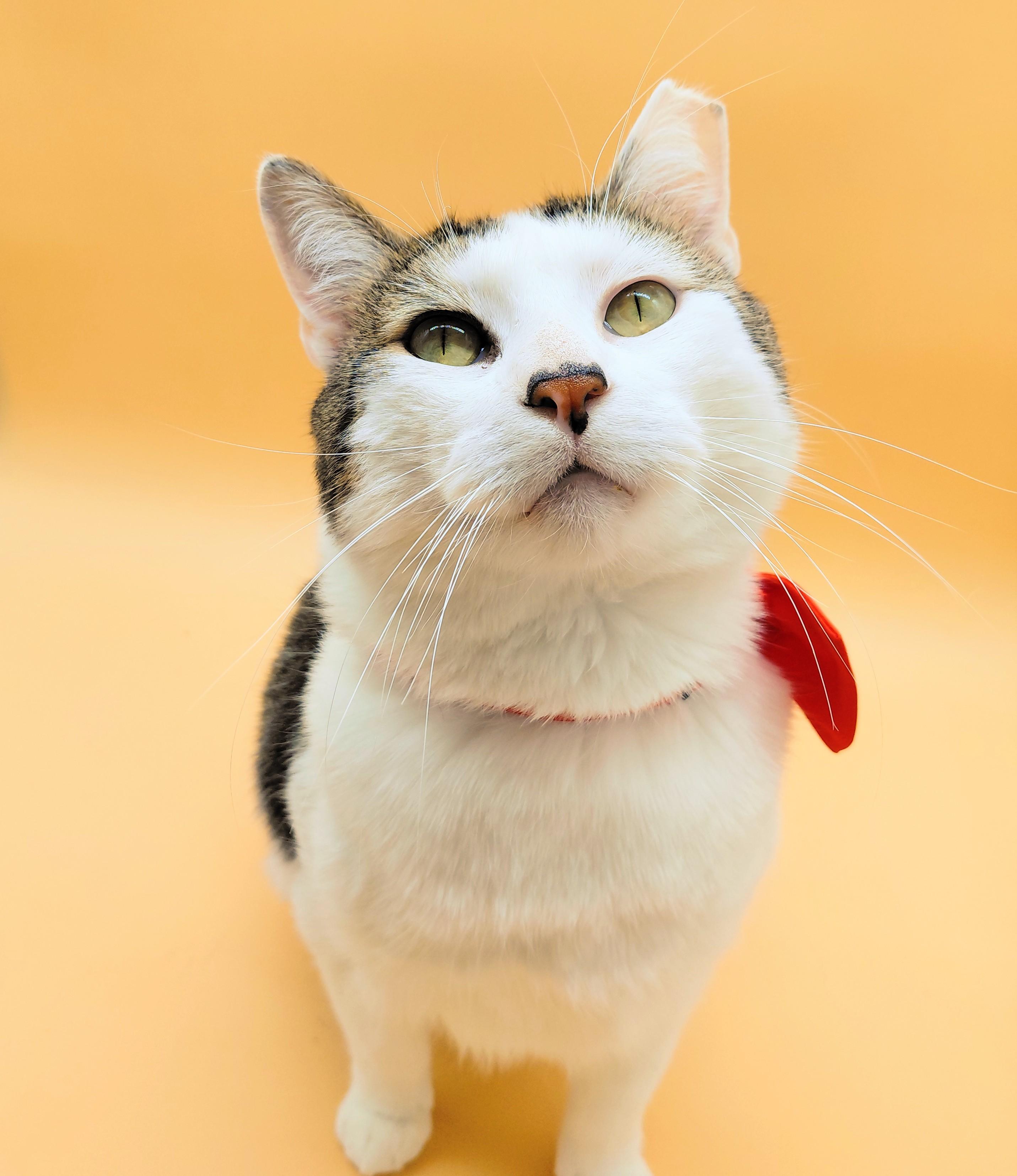 Enlarge Yin Yang, a other mixed breed in Springfield, MO image 3/6