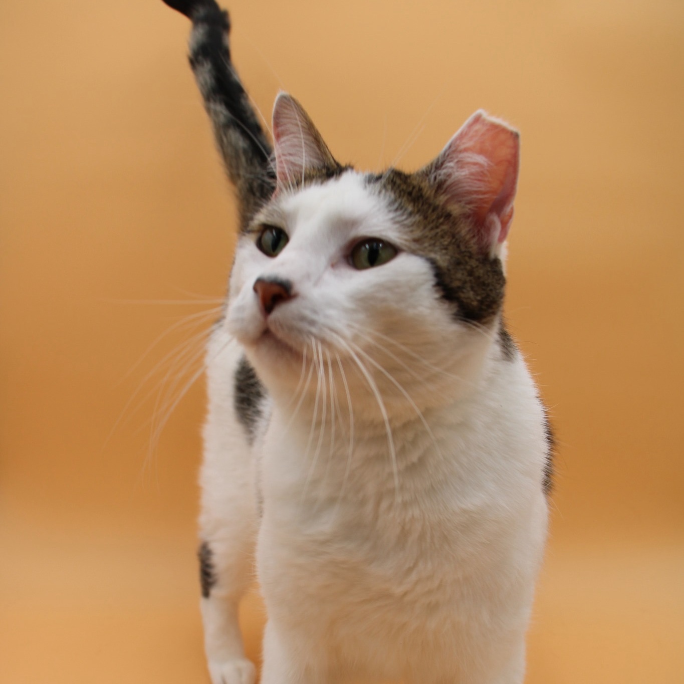 Enlarge Yin Yang, a Adoptable mixed breed image 11/11