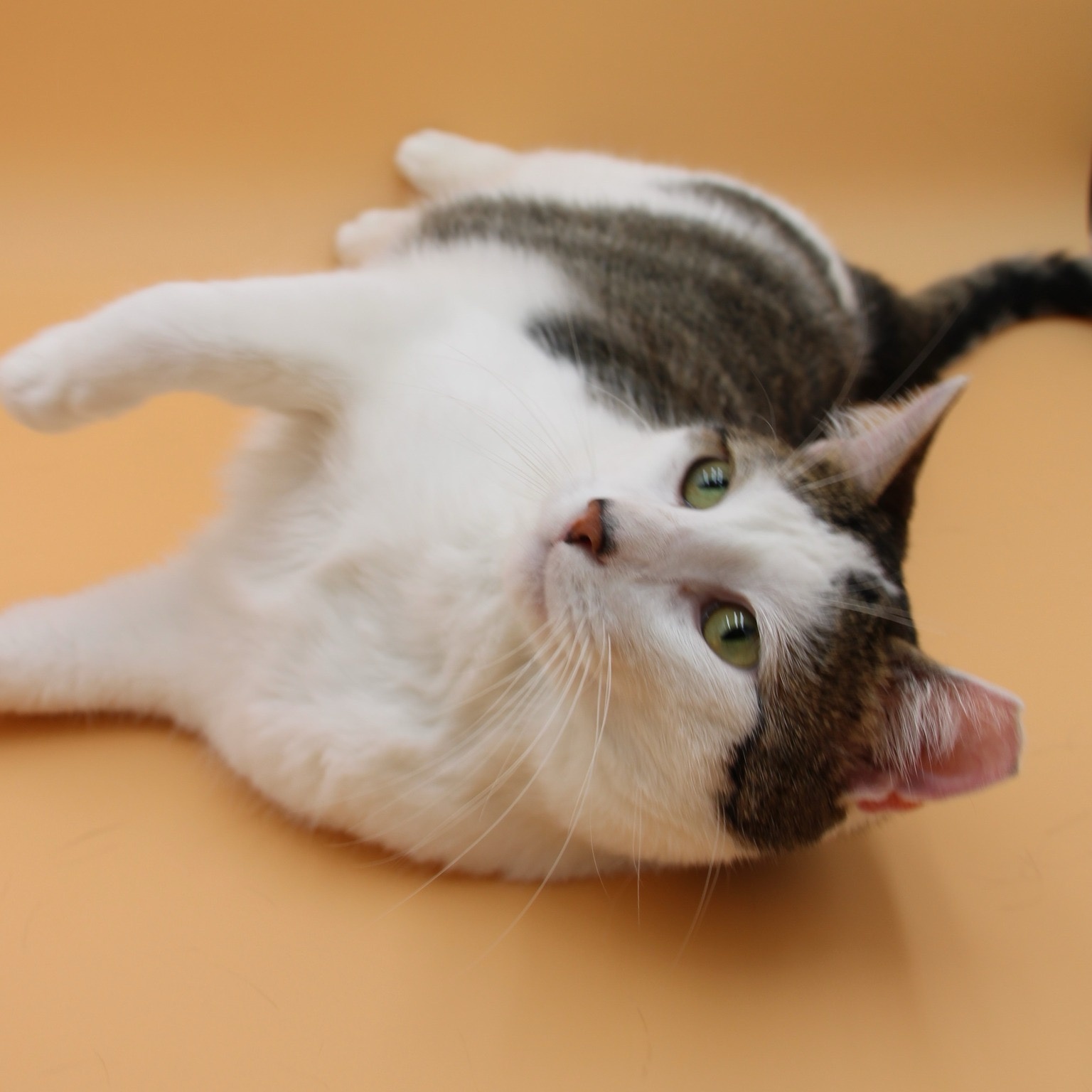 Enlarge Yin Yang, a Adoptable mixed breed image 10/11