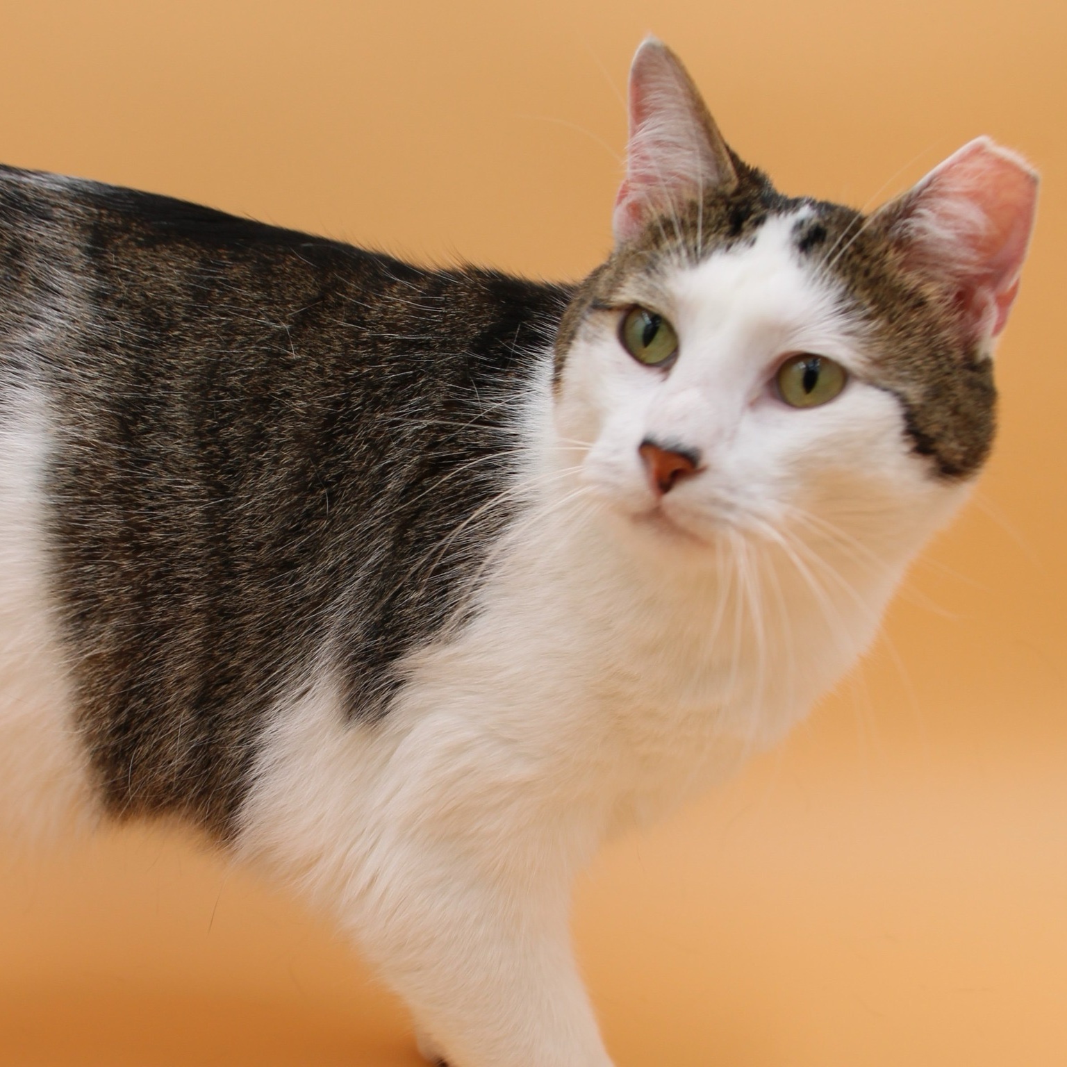 Enlarge Yin Yang, a Adoptable mixed breed image 9/11