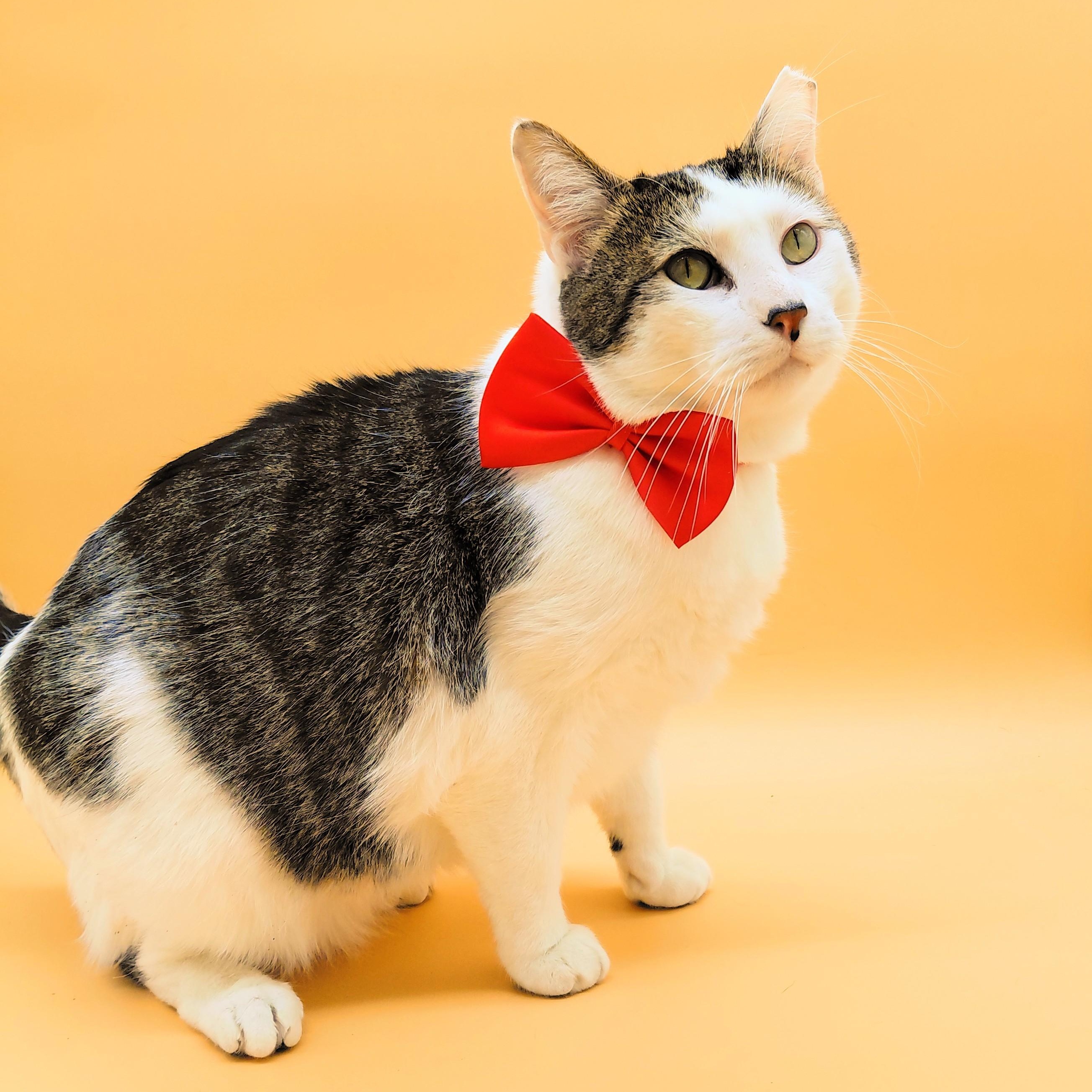 Enlarge Yin Yang, a other mixed breed in Springfield, MO image 1/6