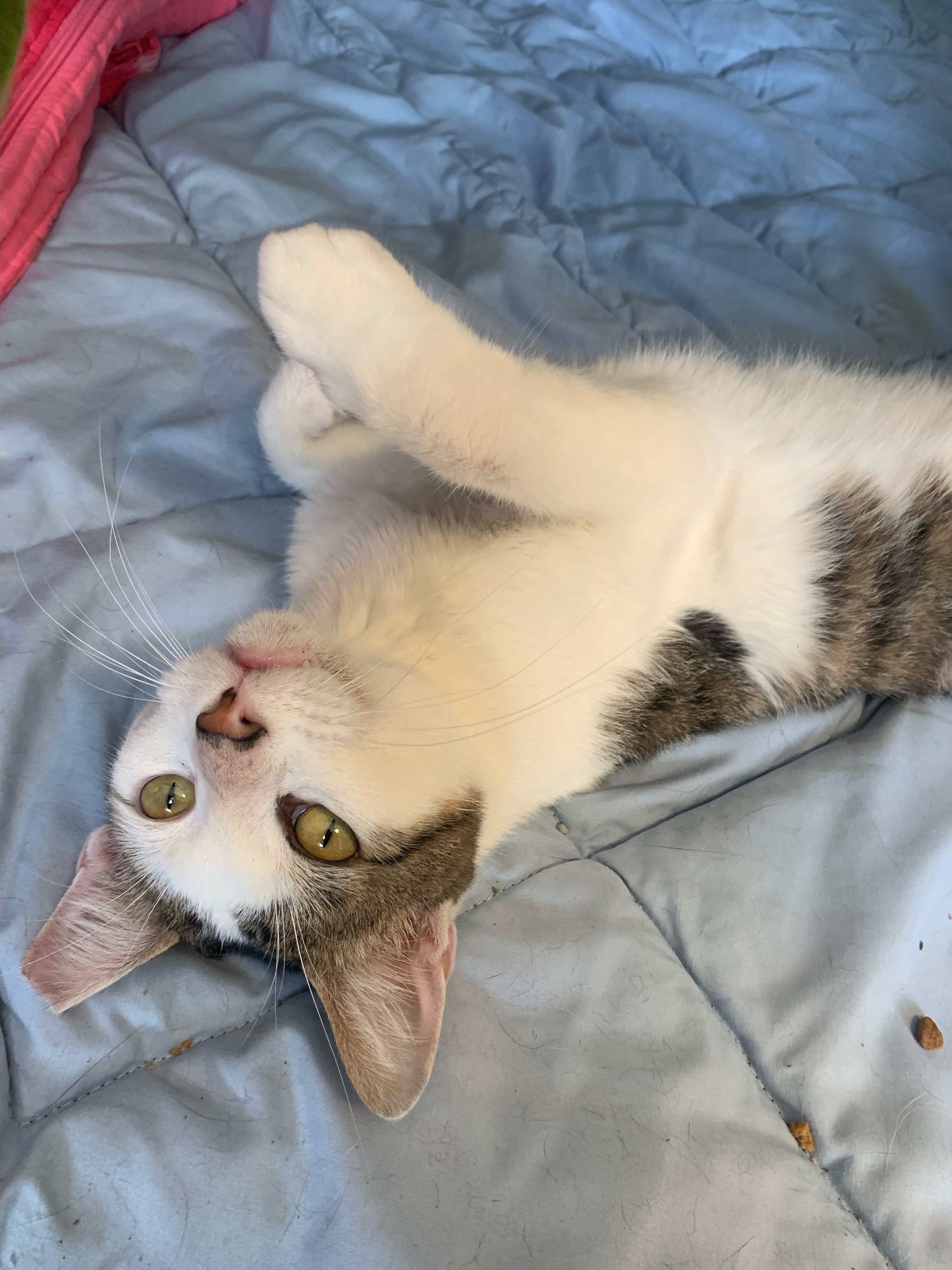 Enlarge Yin Yang, a Adoptable mixed breed image 8/11