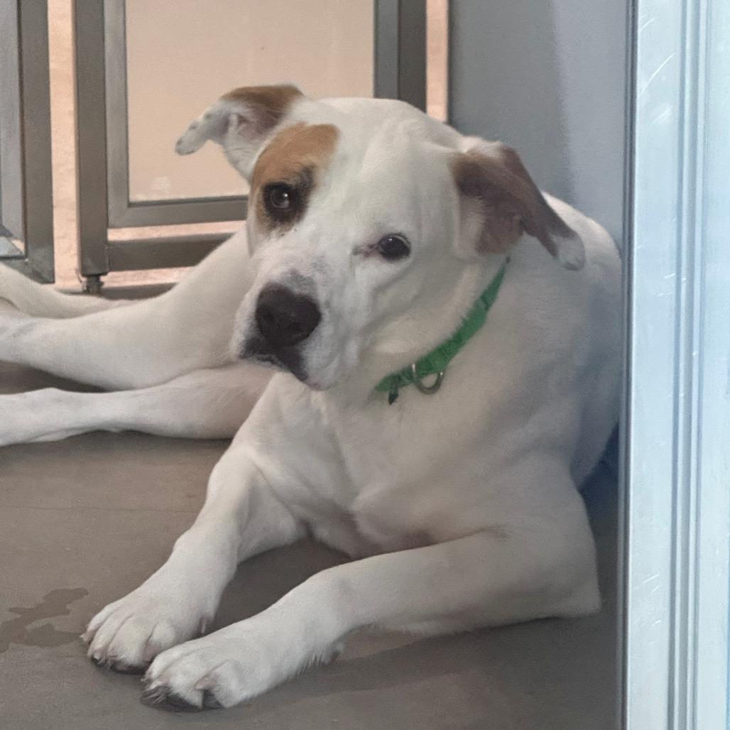 Enlarge Boomer, a Adoptable mixed breed in Clearwater, FL image 2/3