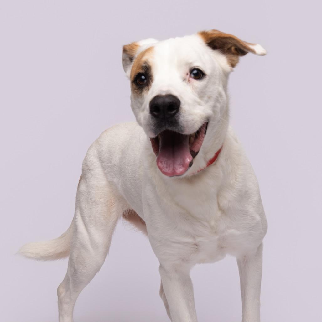 Enlarge Boomer, a Adoptable mixed breed in Clearwater, FL image 3/3