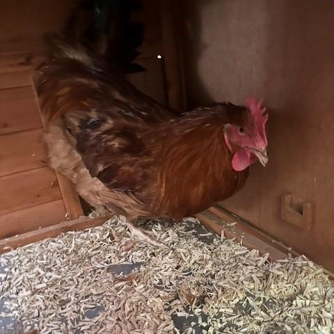 Enlarge Foghorn, a Adoptable Chicken in Henderson, NV image 1/1