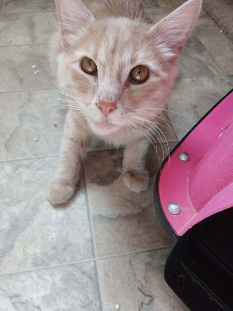 Sunny, Adoptable, Young Male Domestic Medium Hair.