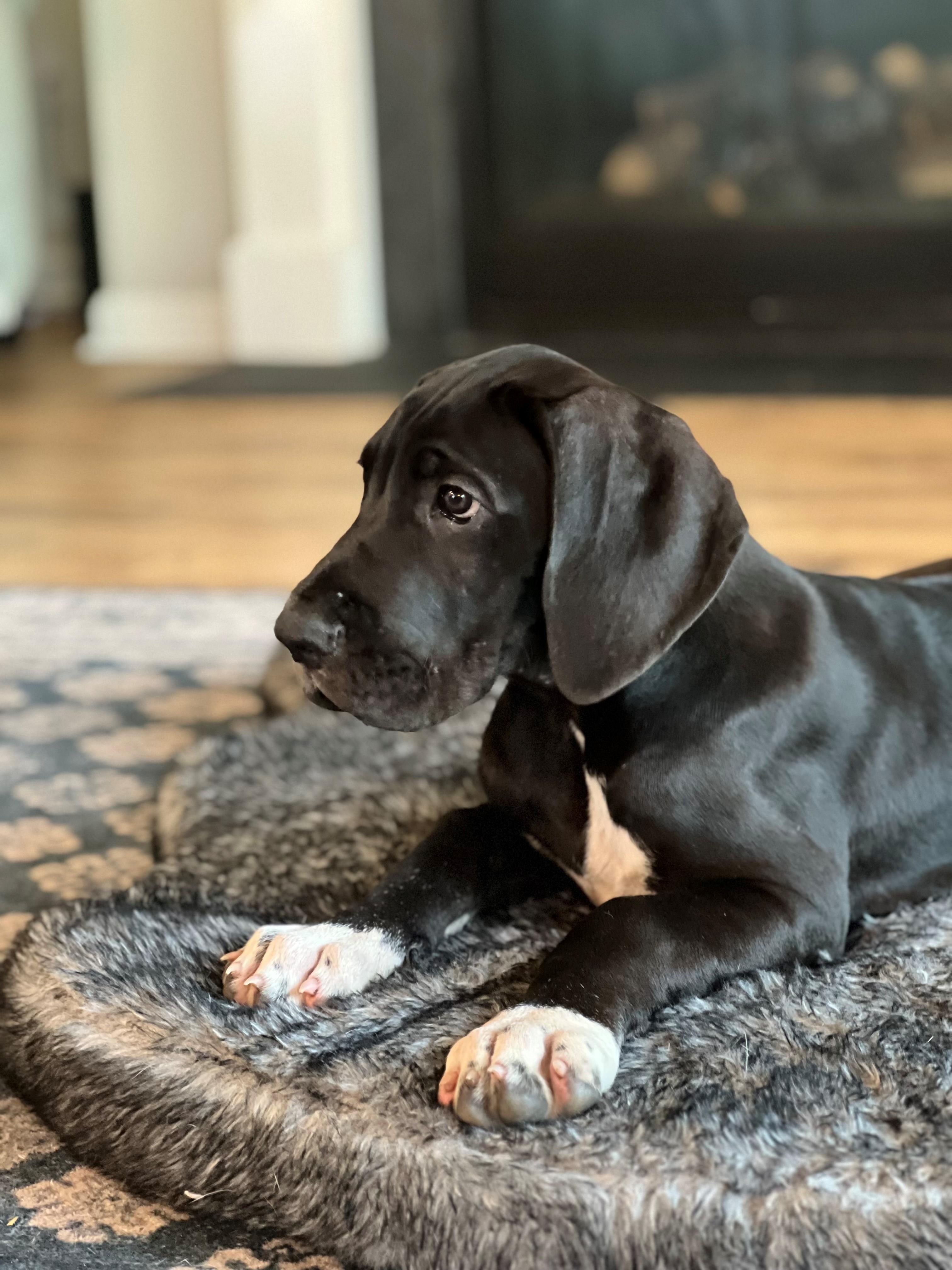 Great Dane Puppy, Adopted, Puppy Female Great Dane.