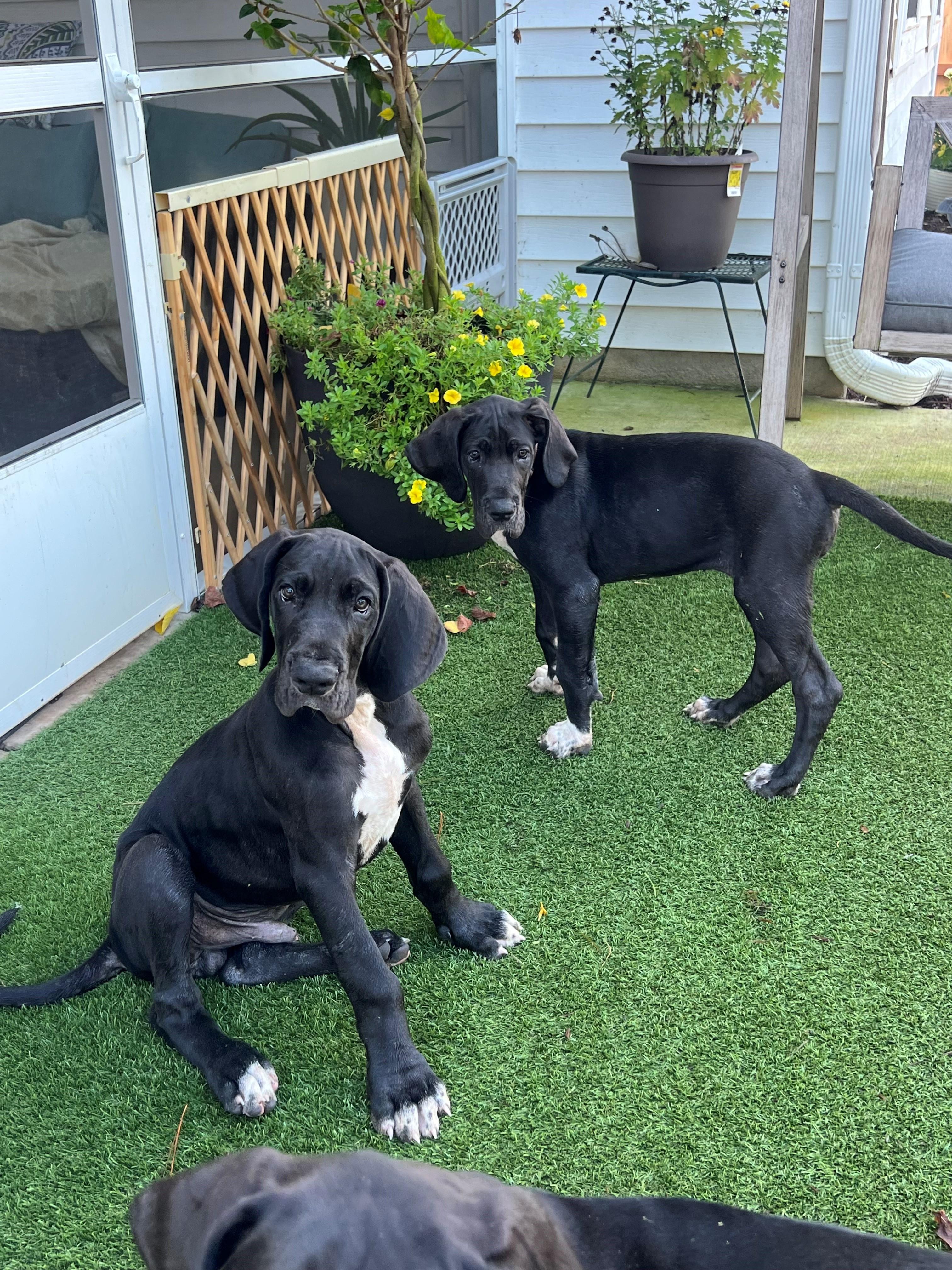 Enlarge Great Dane Puppy, a Adopted Great Dane in Bonneau, SC image 2/4