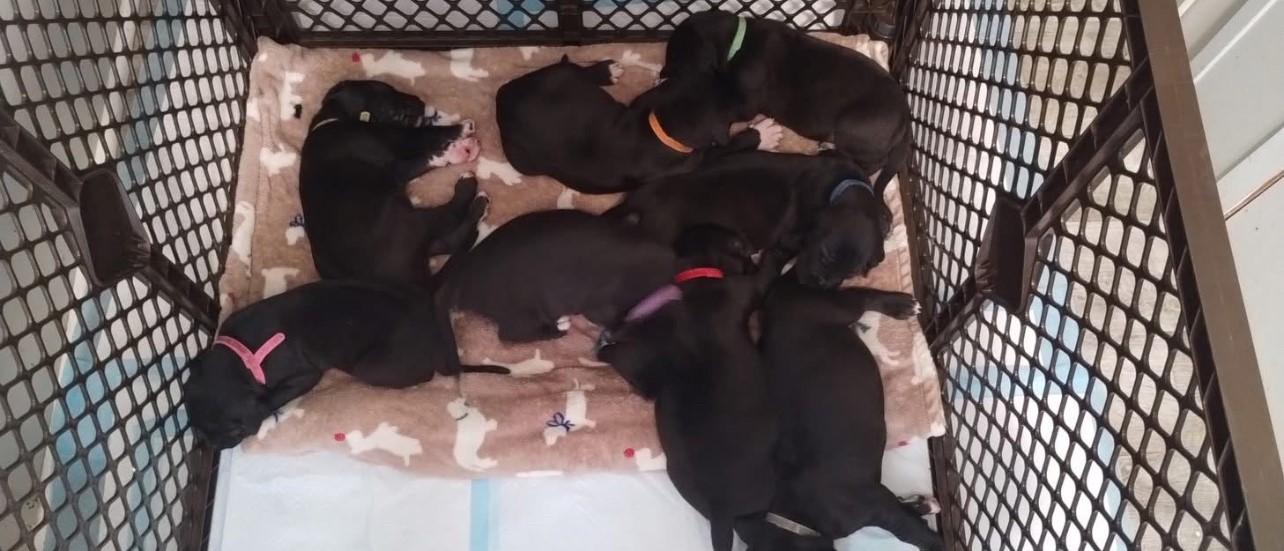 Enlarge Great Dane Puppy, a Adopted Great Dane in Bonneau, SC image 4/4