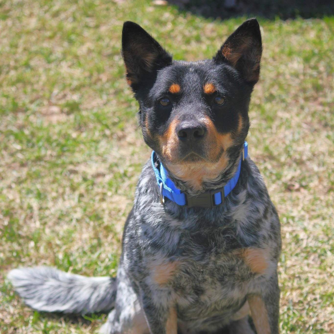 Larry, adopted, Adult Male Australian Cattle Dog / Blue Heeler.